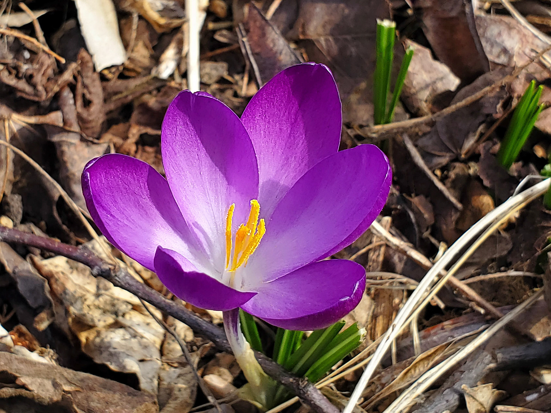 crocus