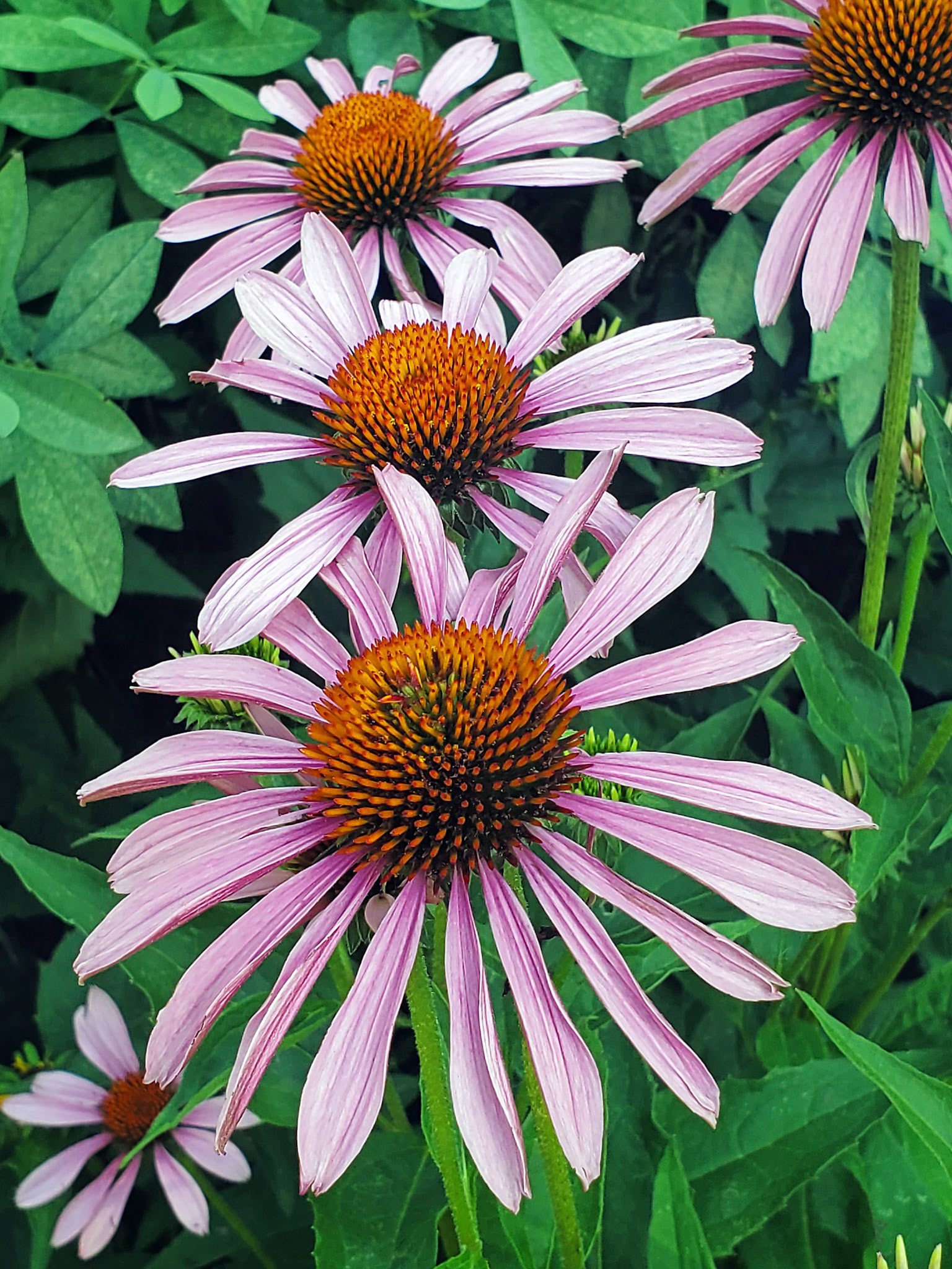 coneflowers
