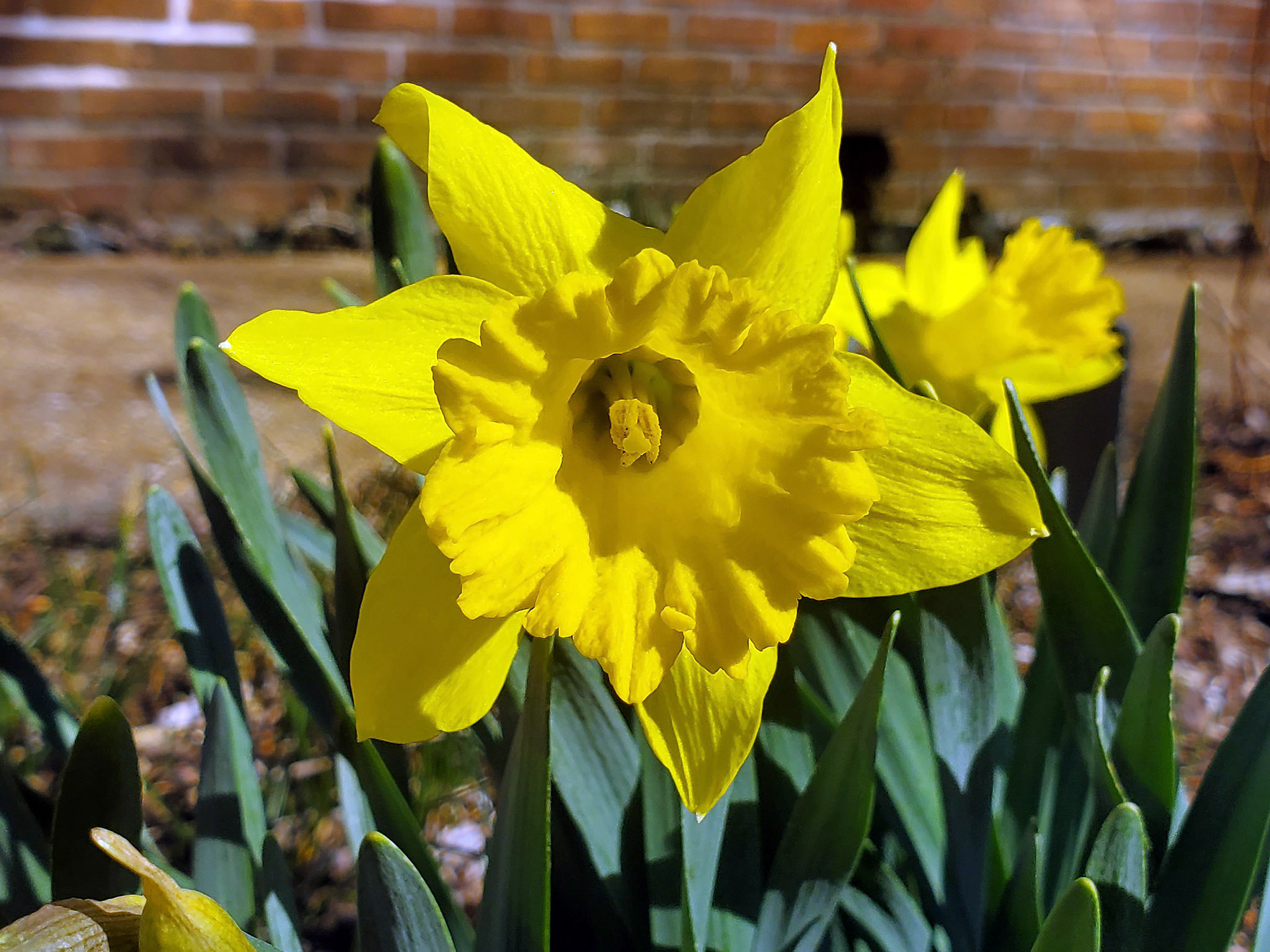 daffodil