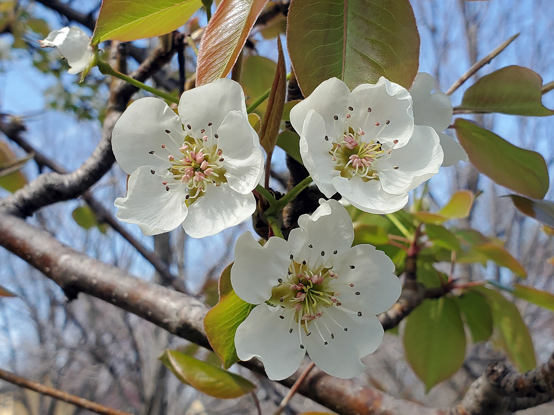 flowering pear