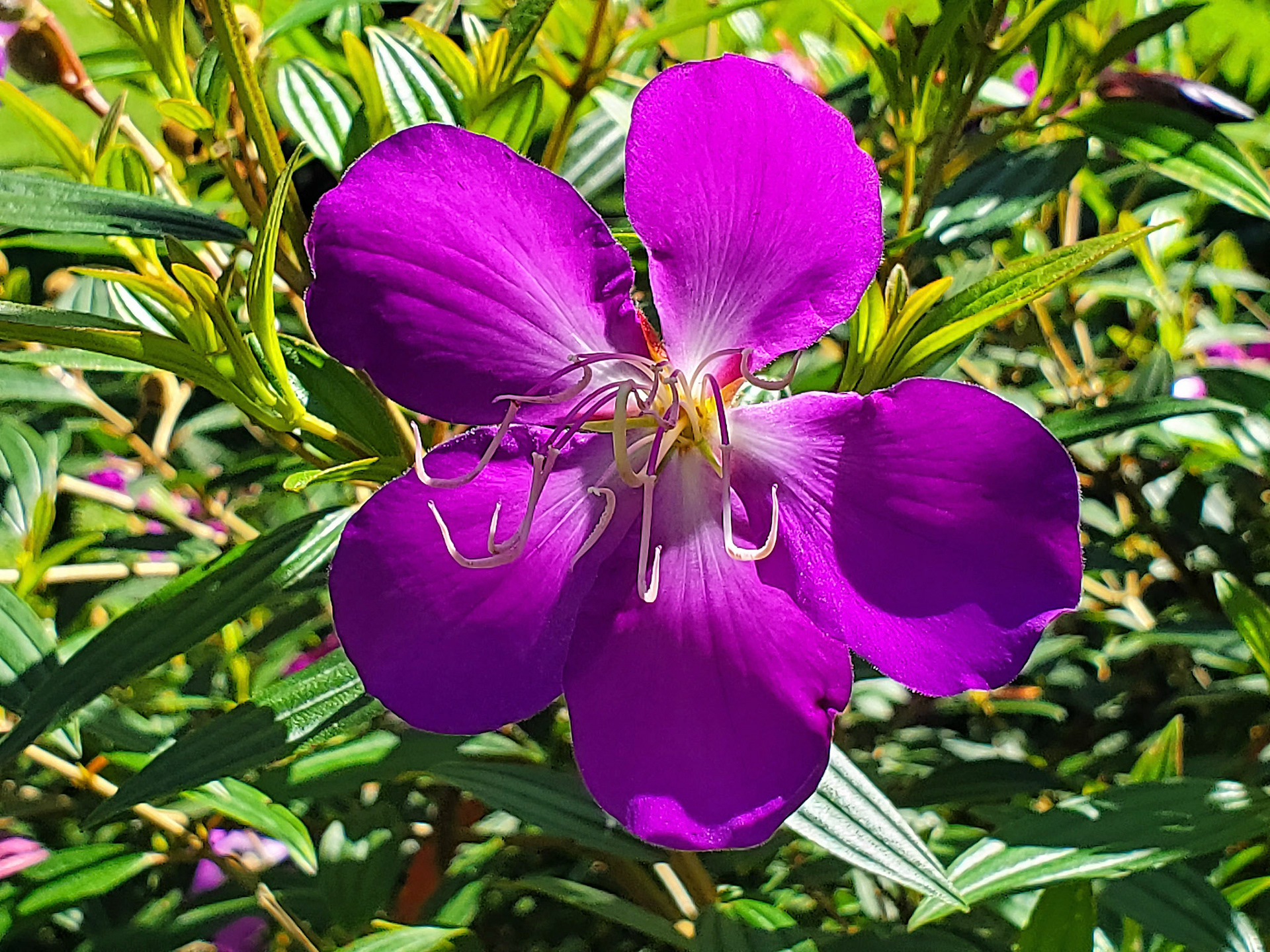 princess flower