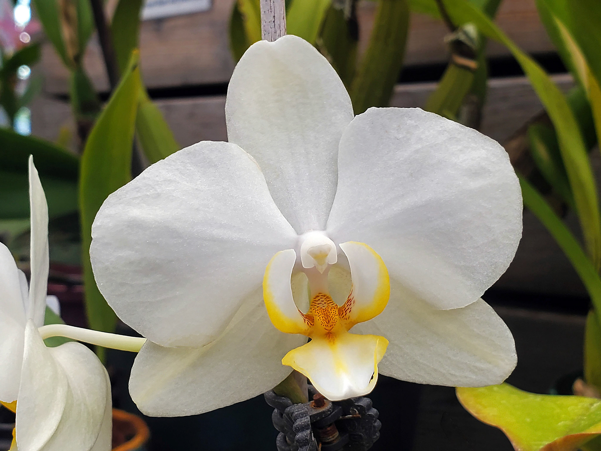 moth orchid