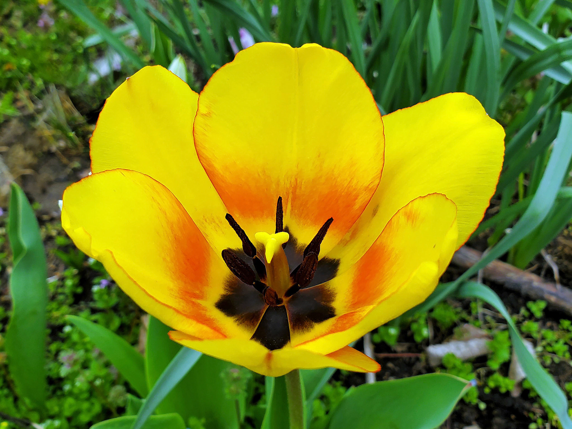 tulip