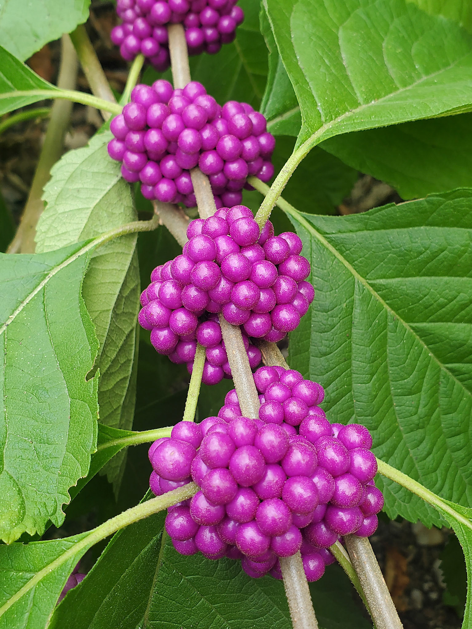 American beautyberry