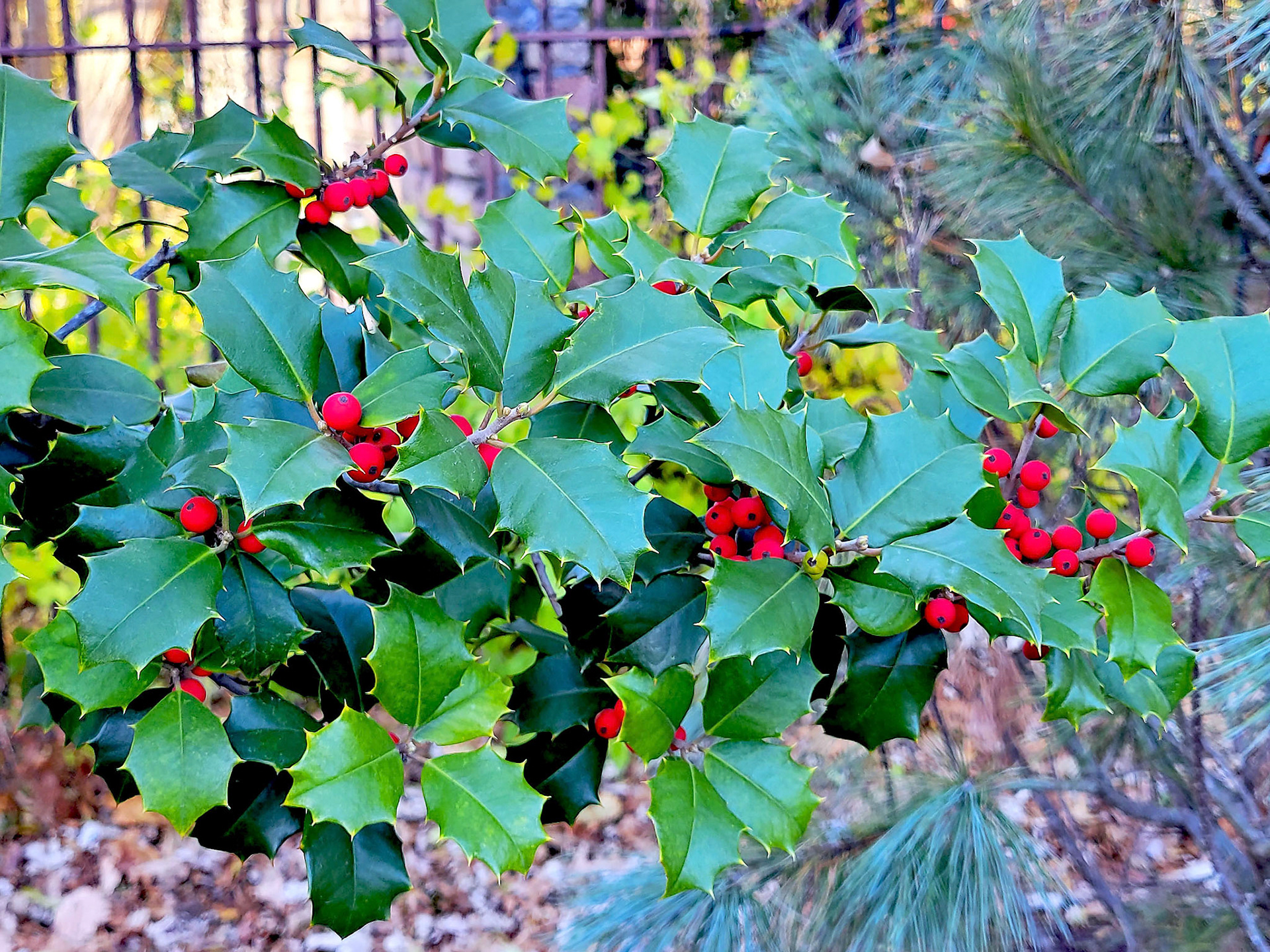 holly
