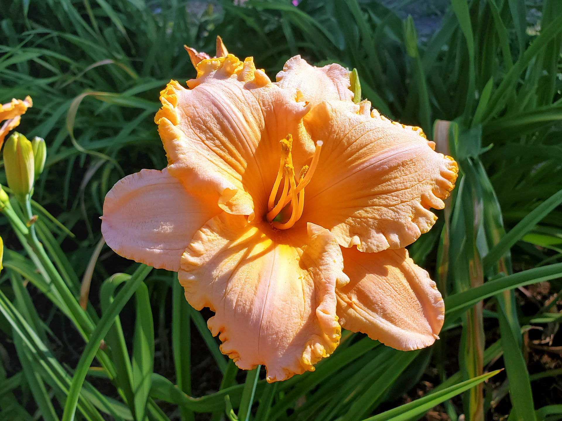 daylily