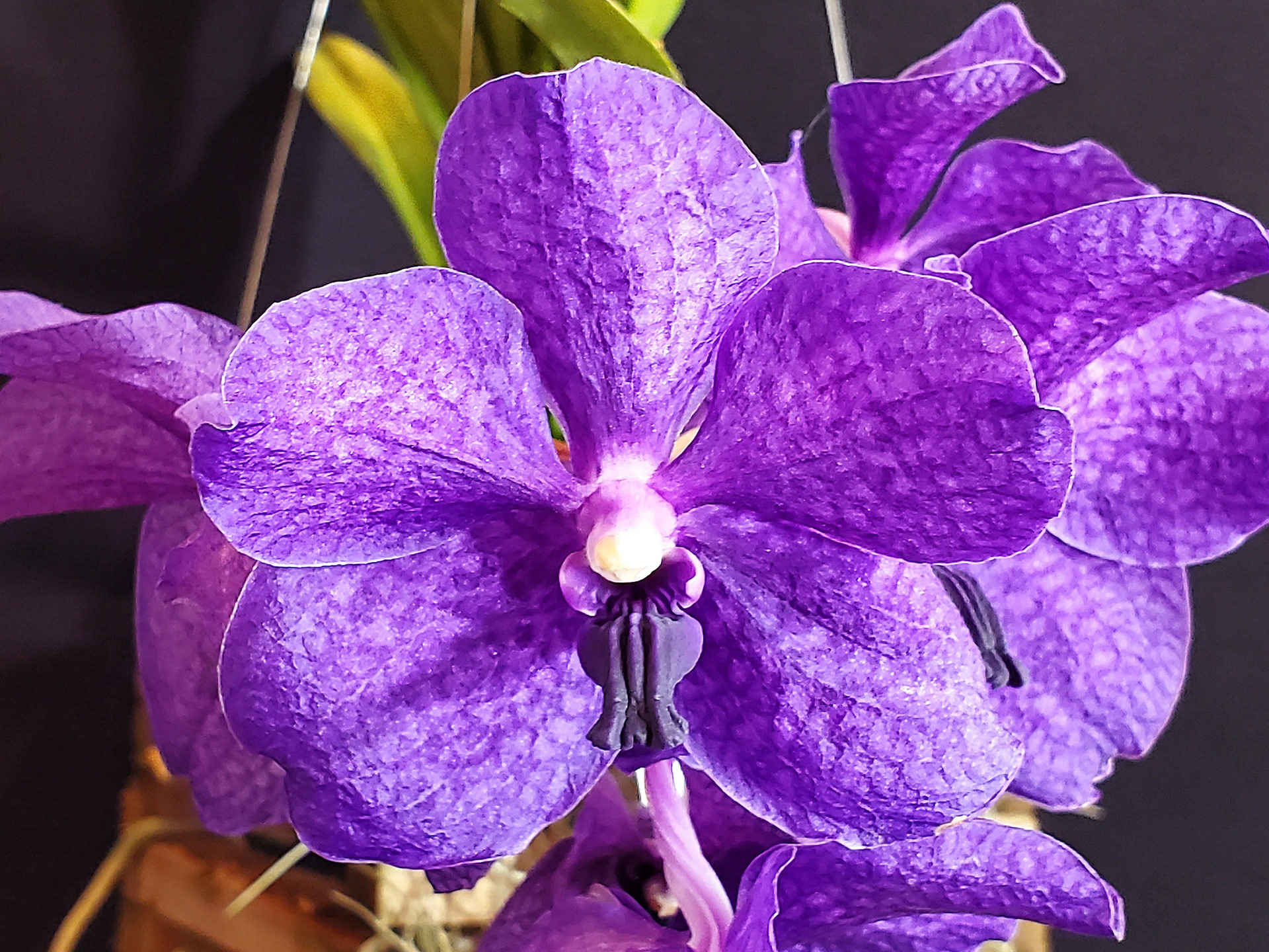 vanda orchid