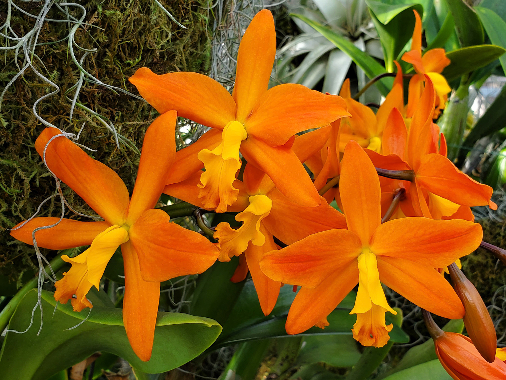 orange cattleya