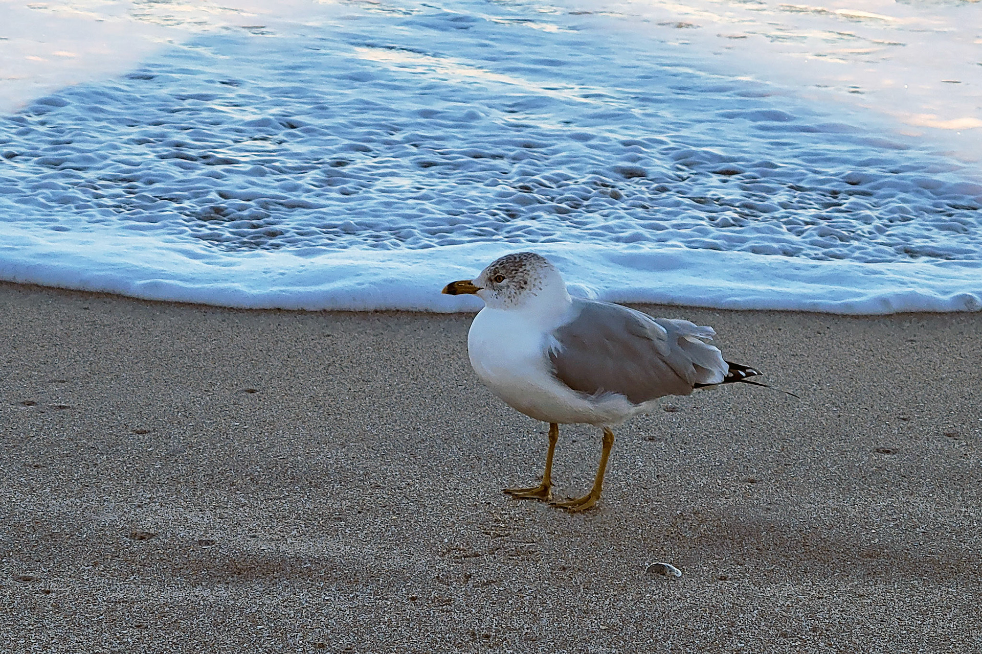 ring-billed gull