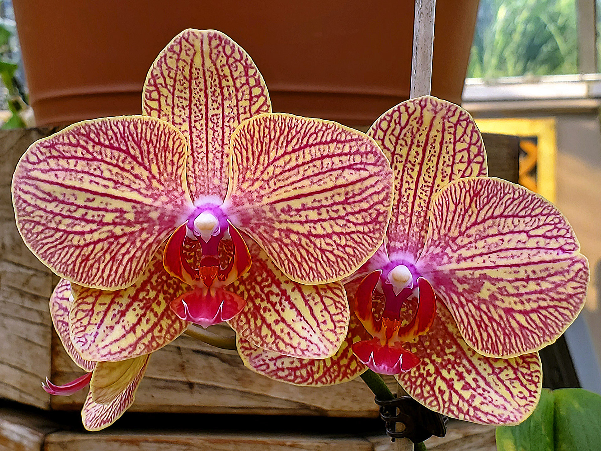 moth orchids