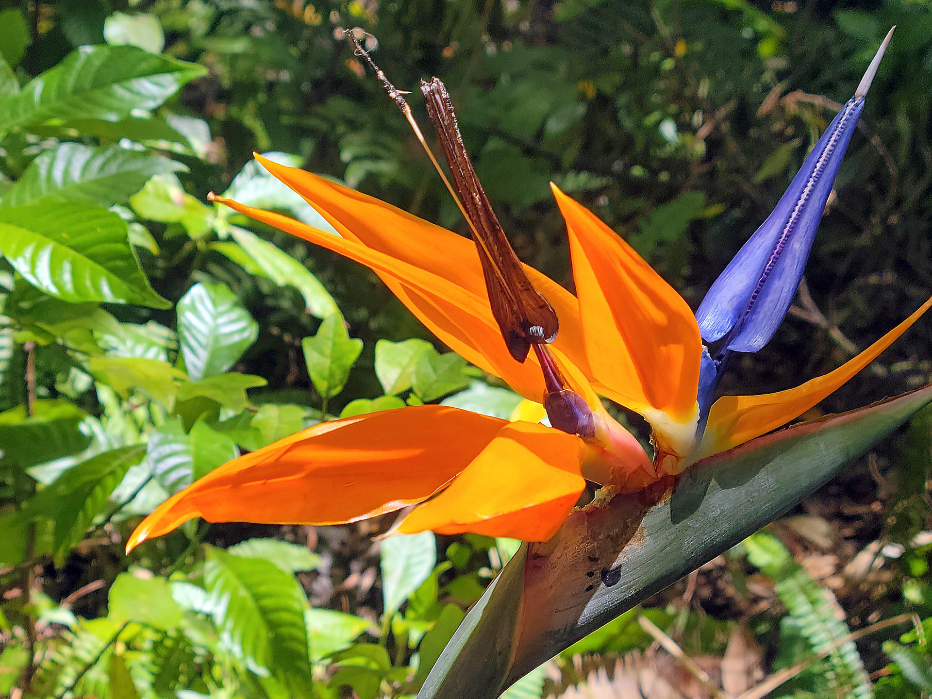 bird of paradise
