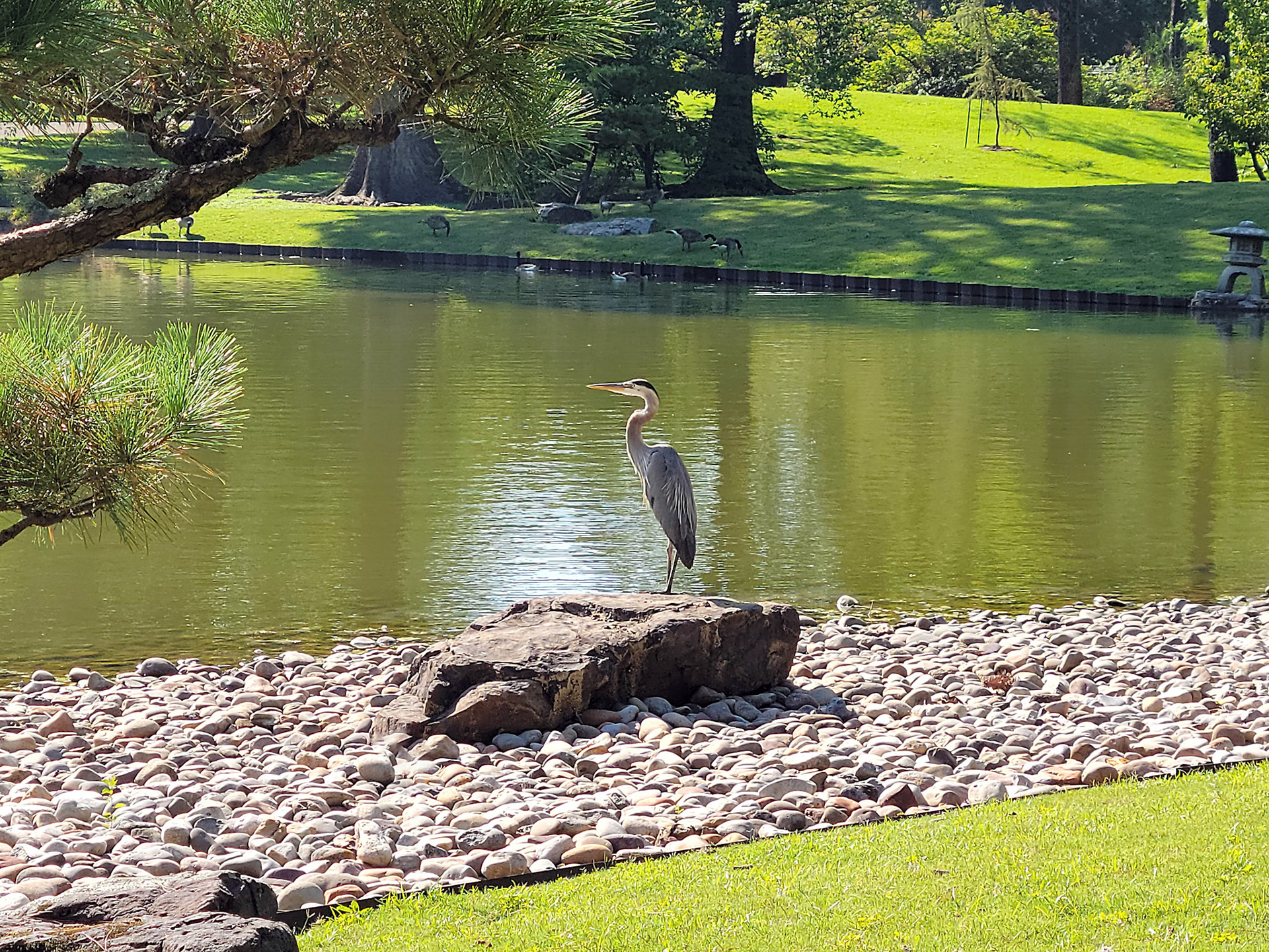 great blue heron