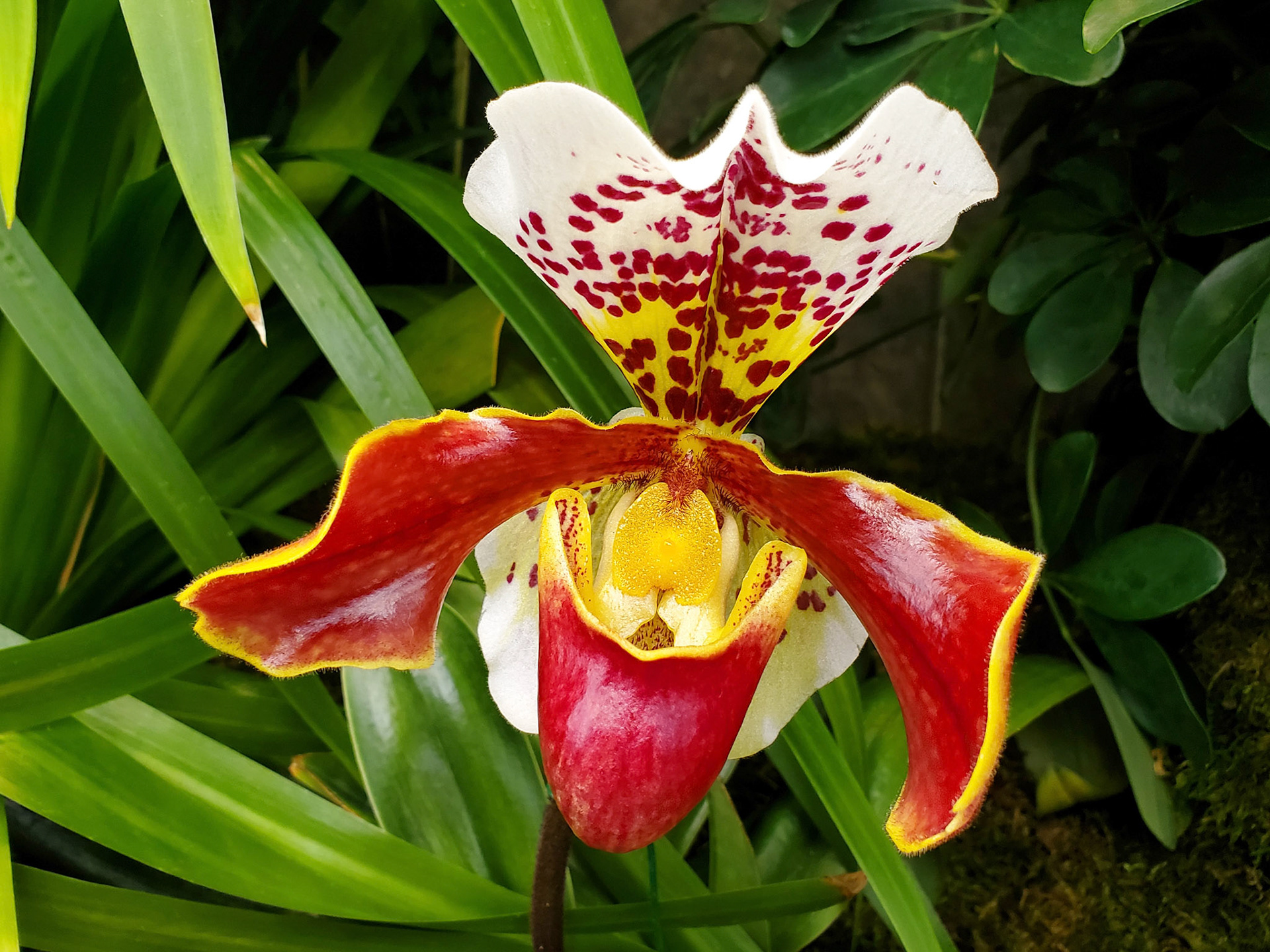 Venus slipper