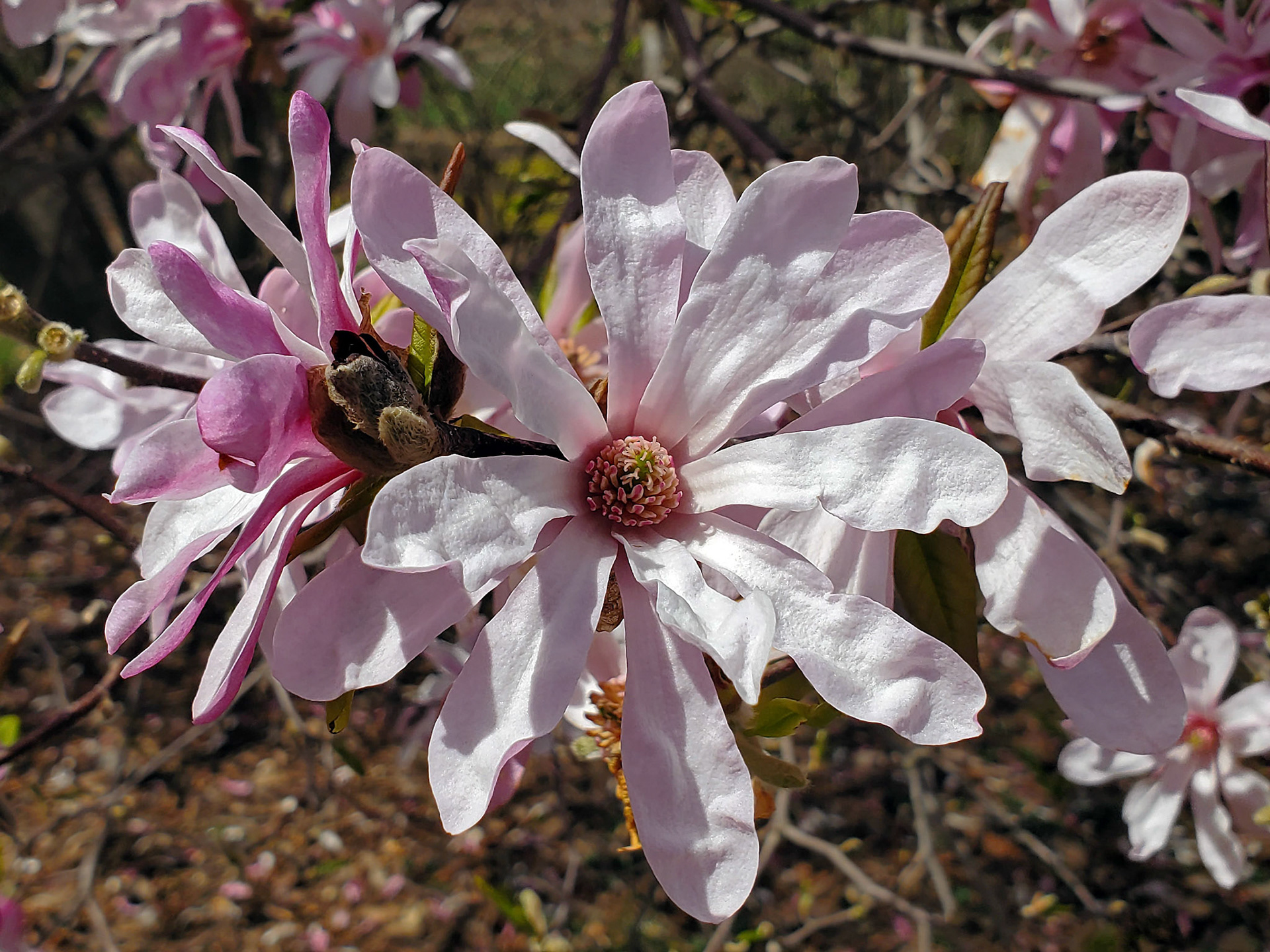 star magnolia