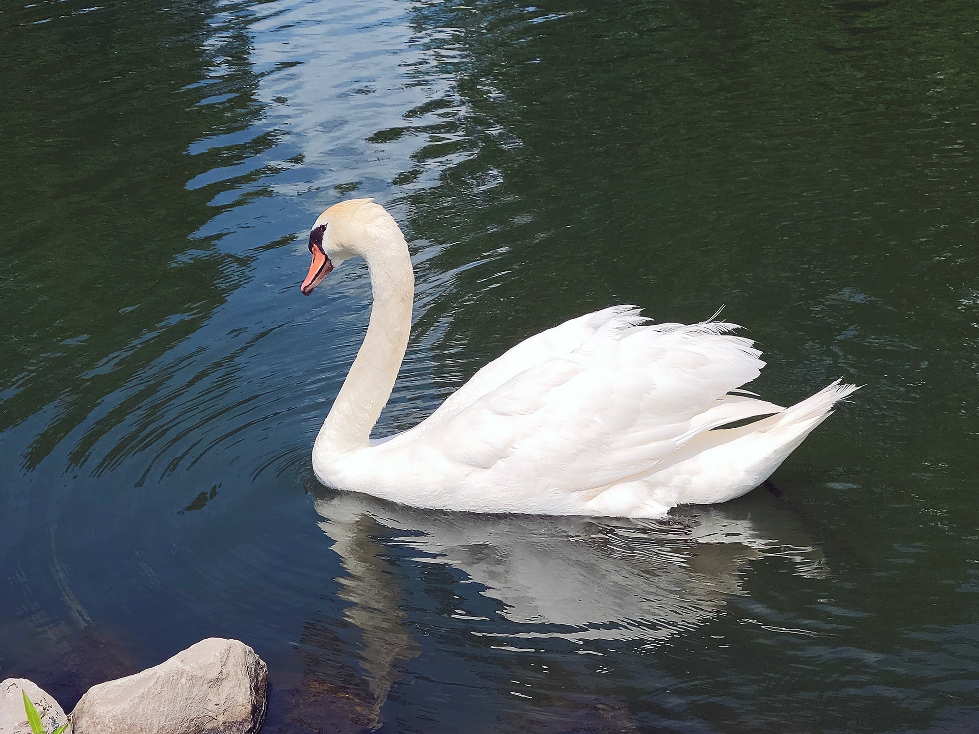 swan