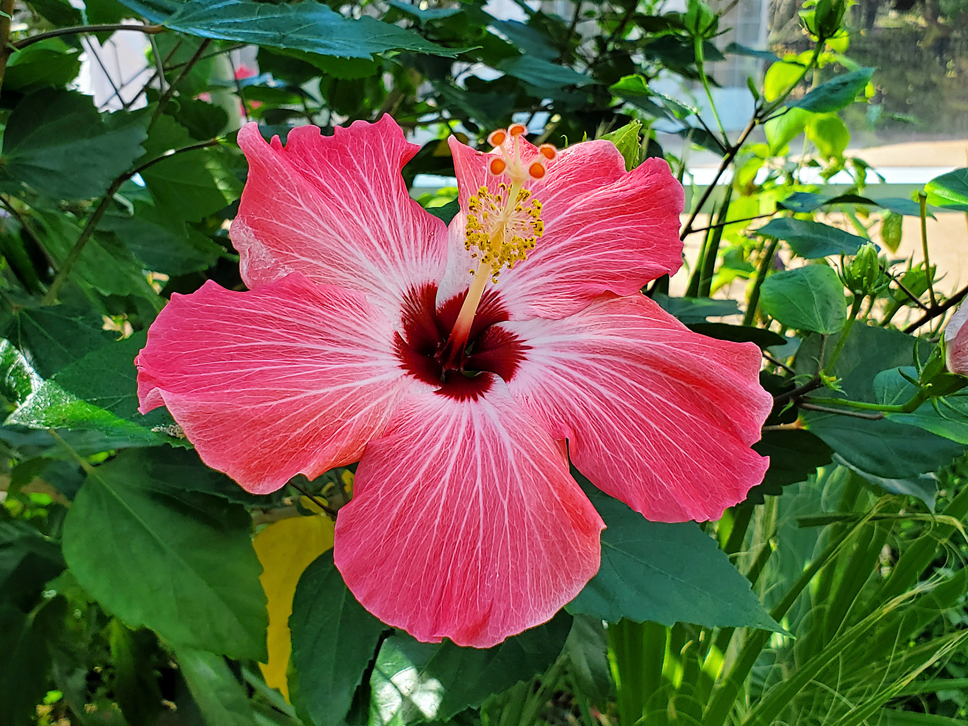 Hawaiian hibiscus