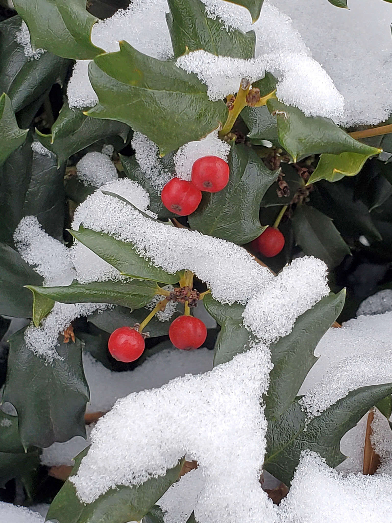 holly