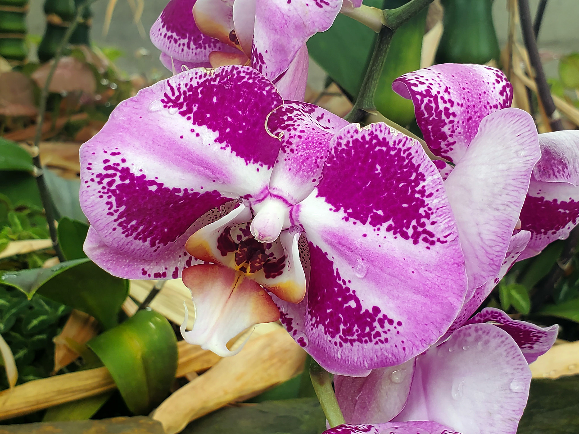 doritaenopsis orchid