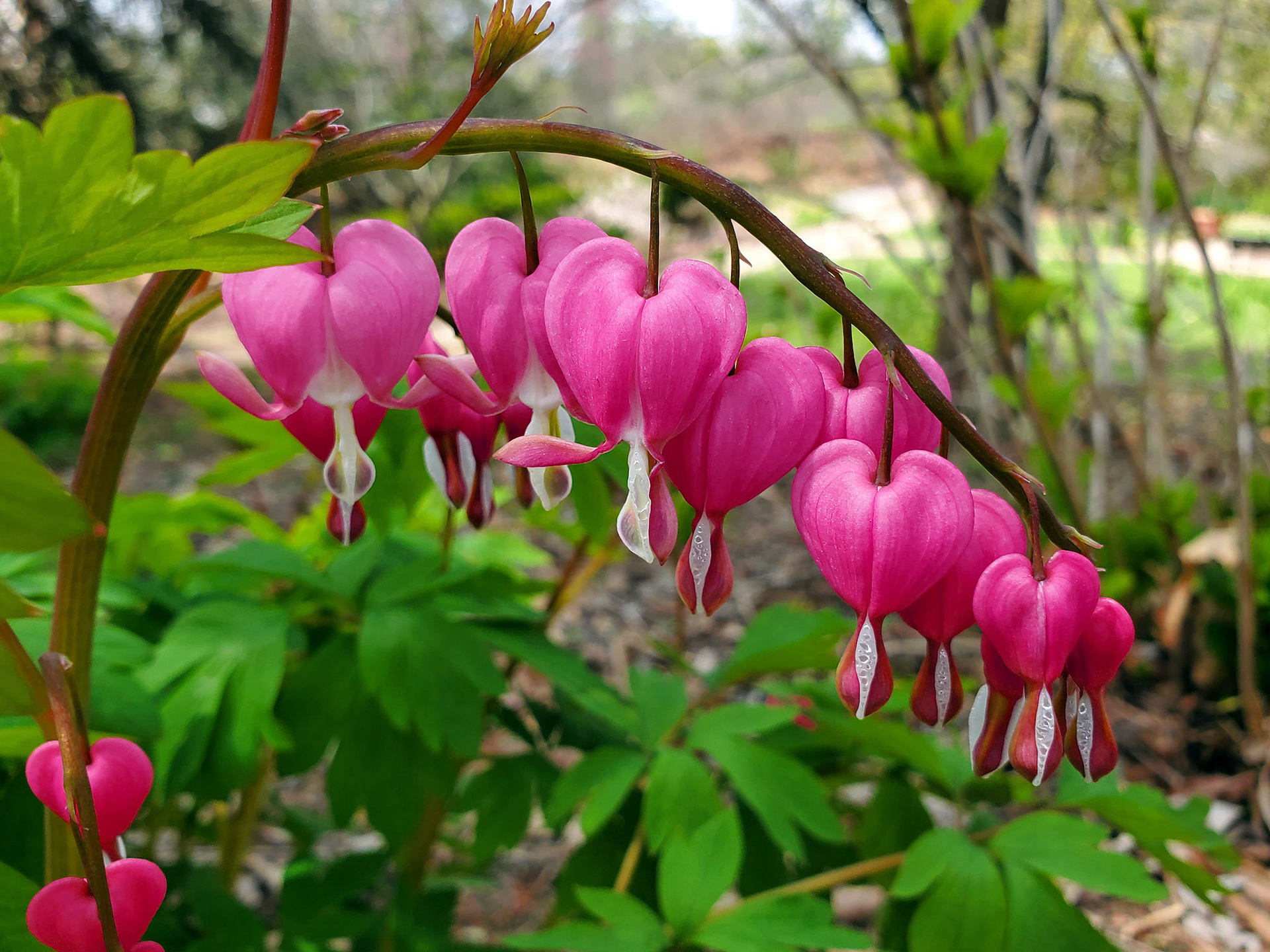 bleeding hearts