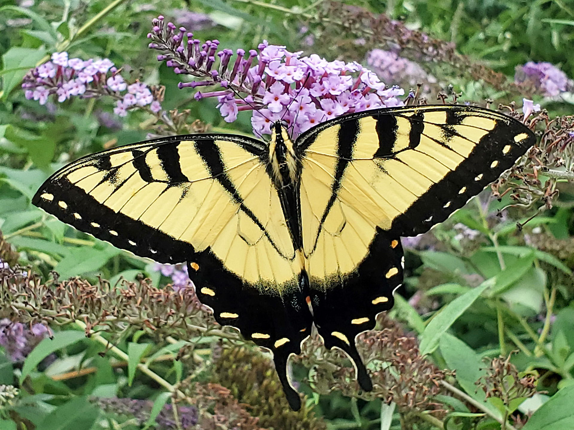 eastern tiger swallowtail