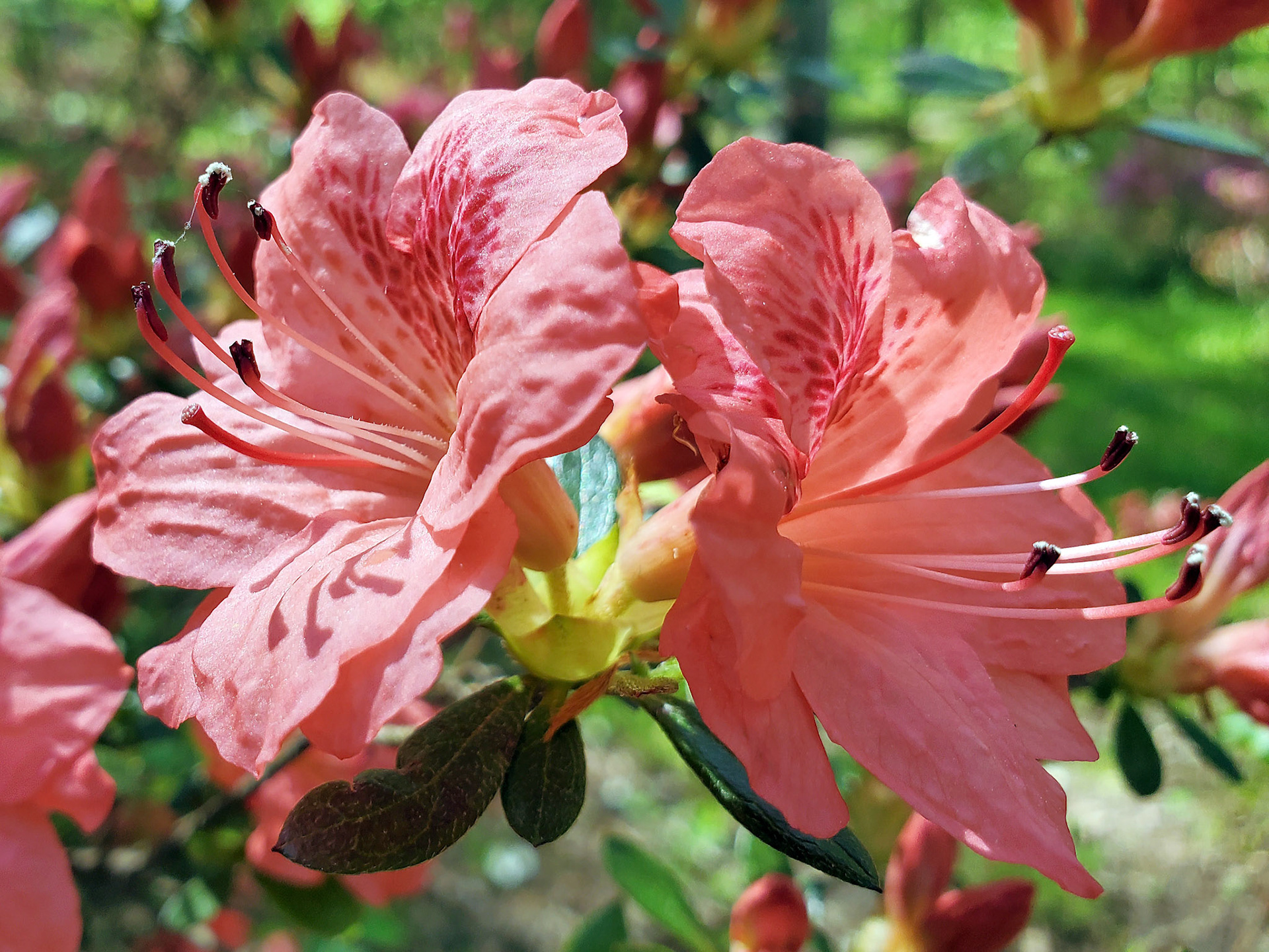 azaleas