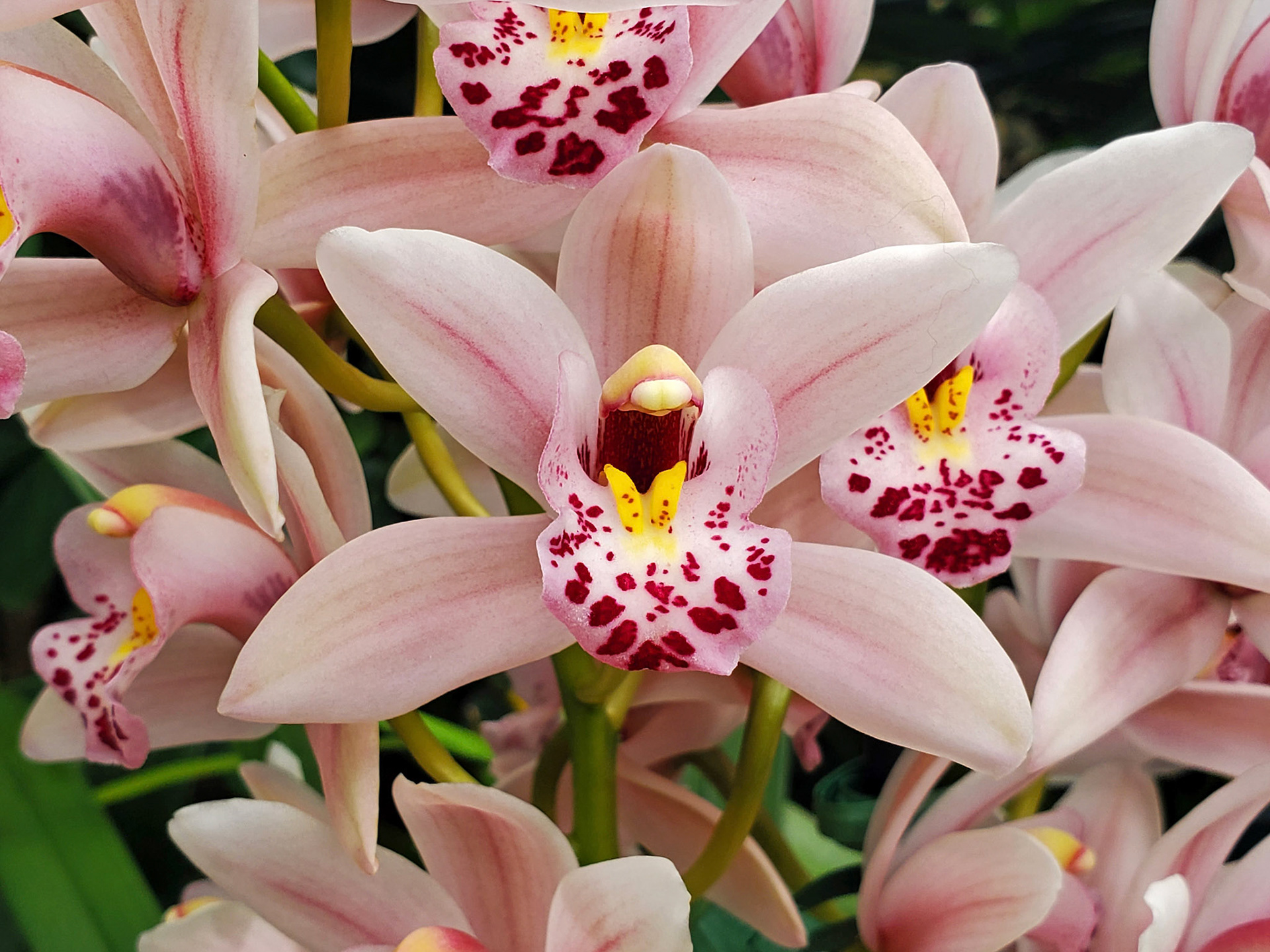 boat orchids