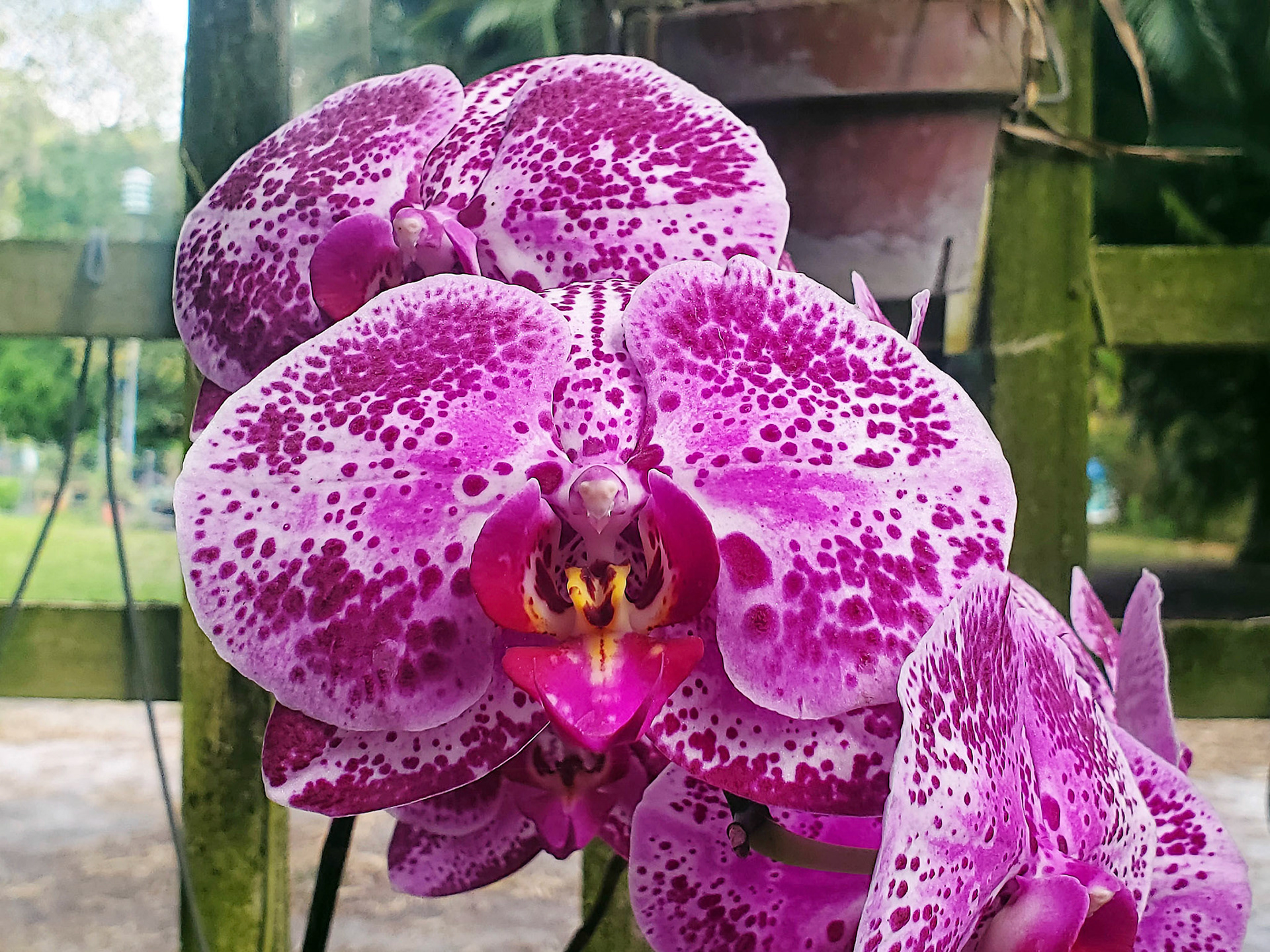 × Doritaenopsis