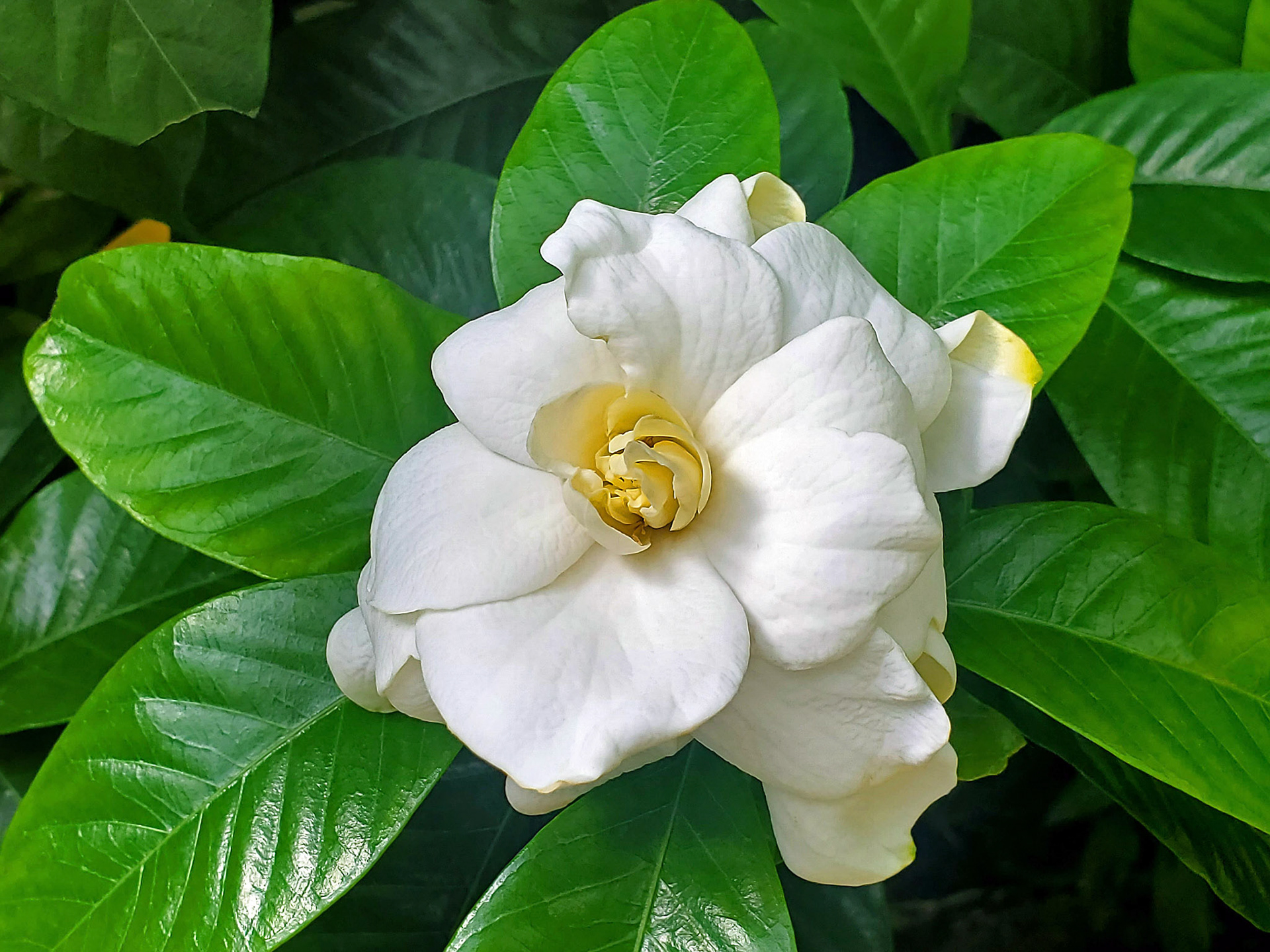 gardenia