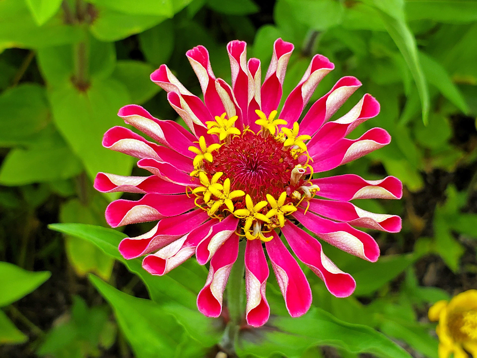 Peruvian zinnia