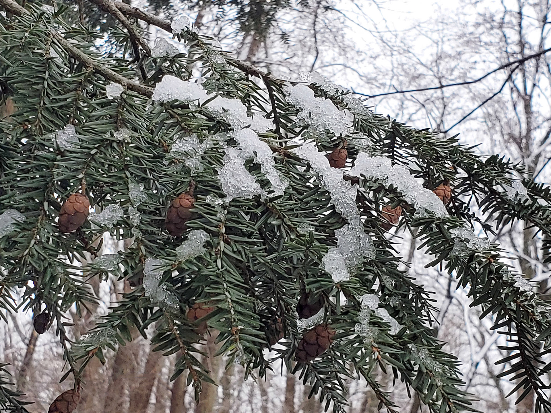 hemlock