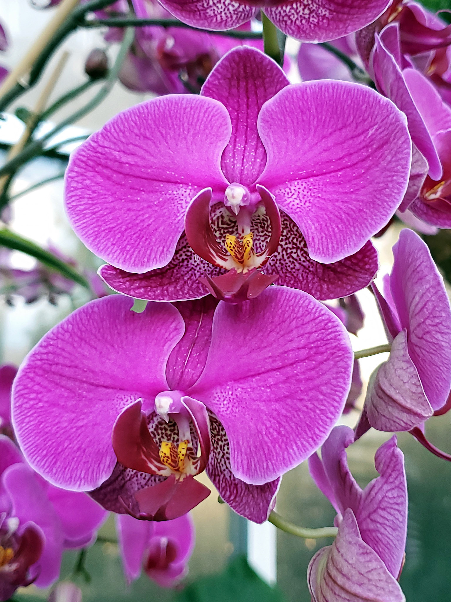 moth orchids