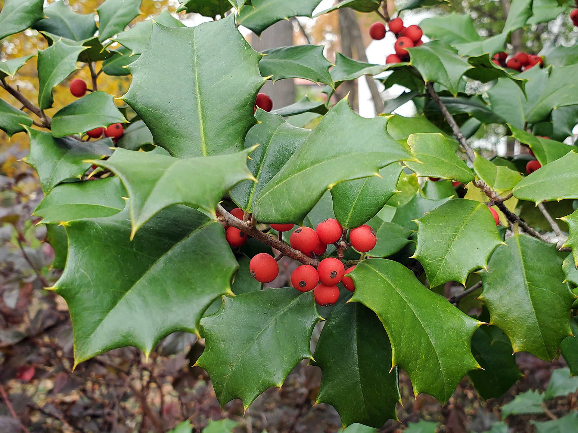 American holly