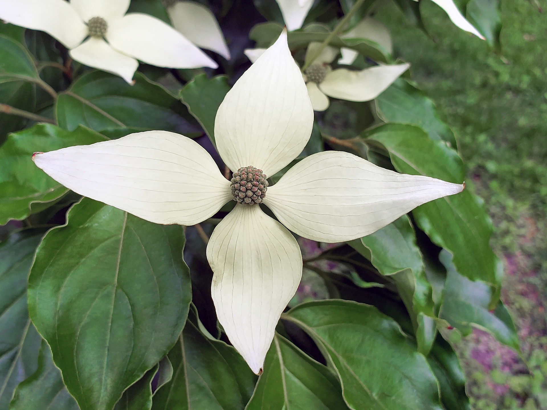 kousa dogwood
