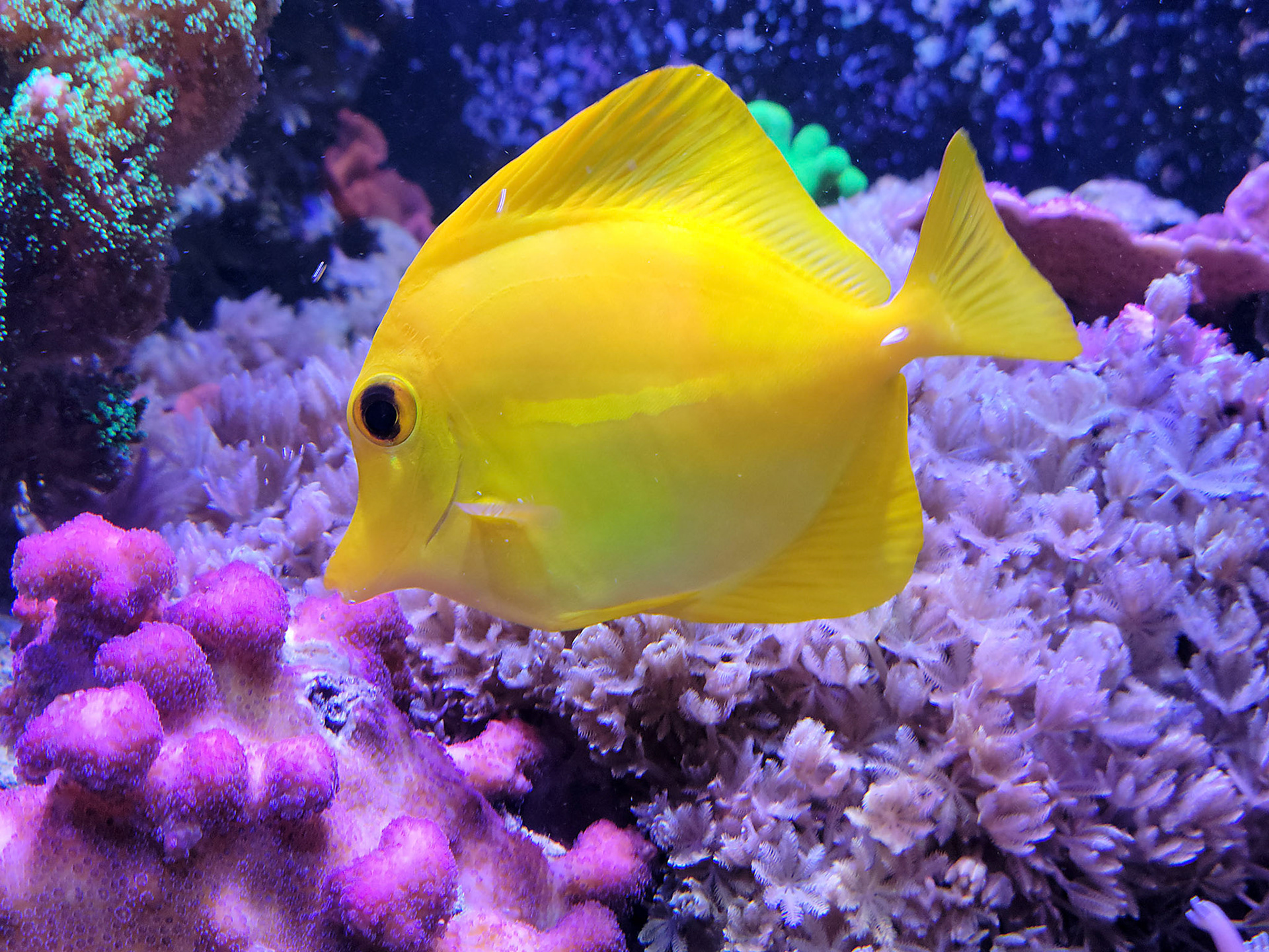 yellow tang