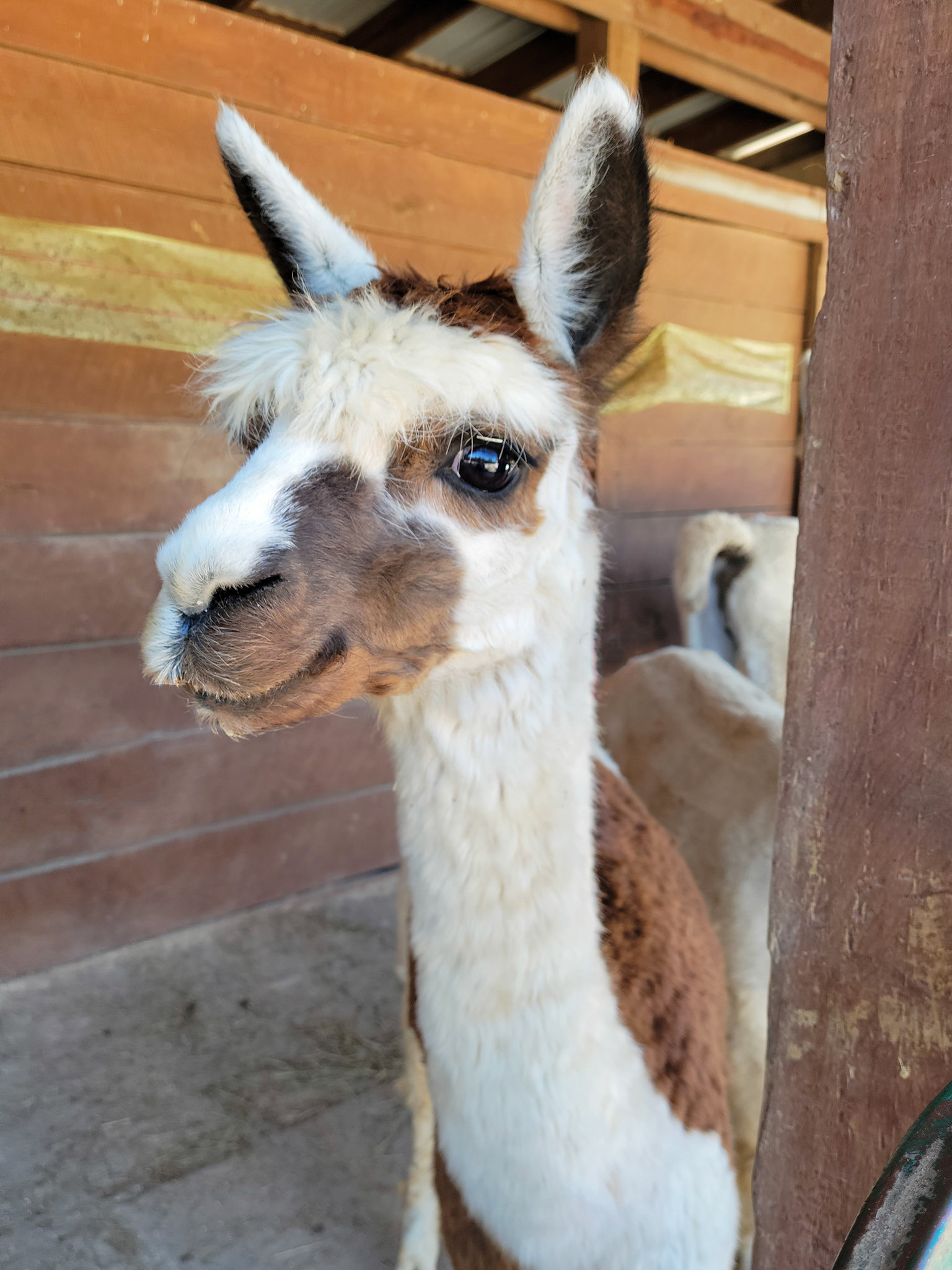 llama