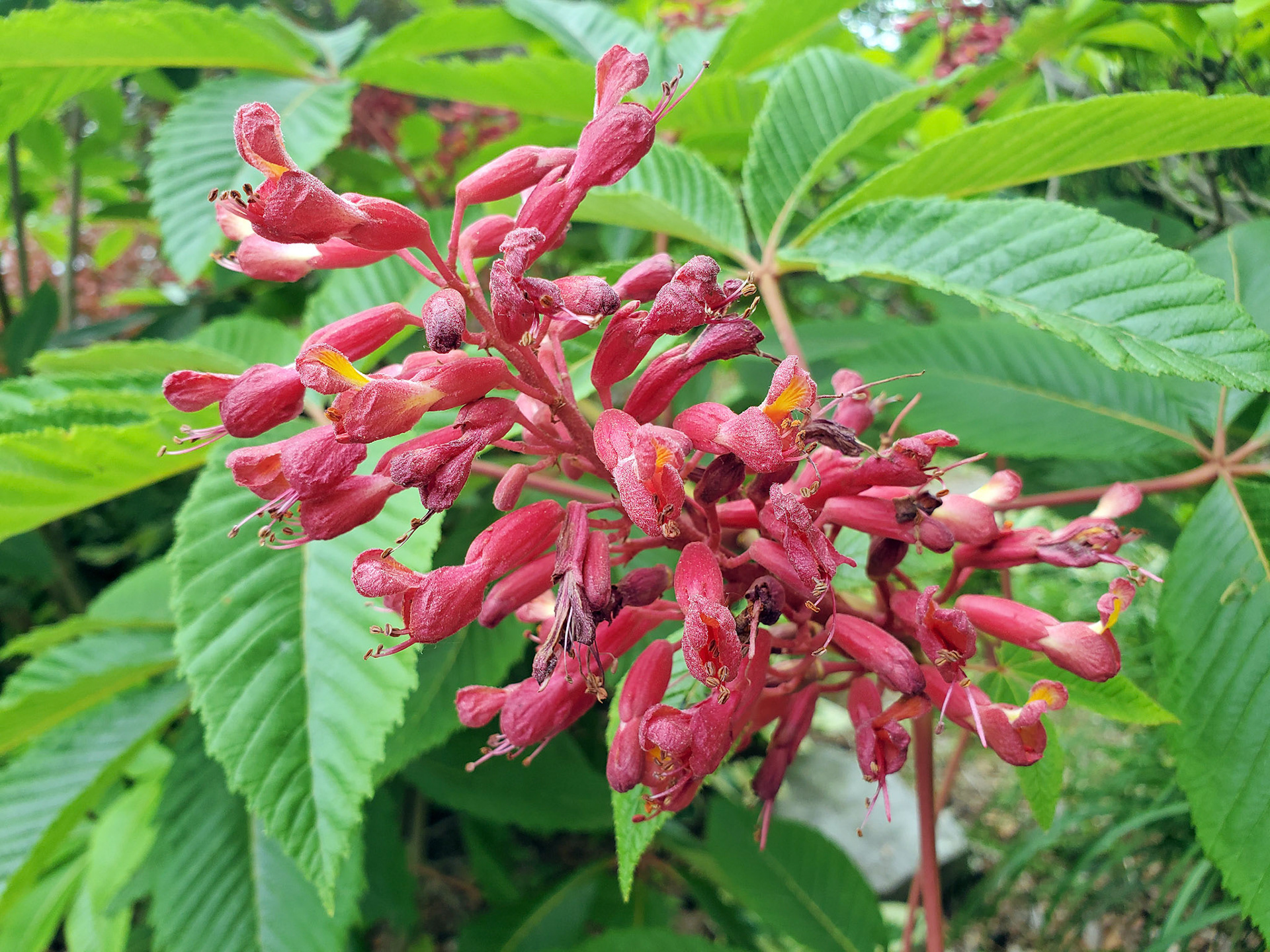 red buckeye