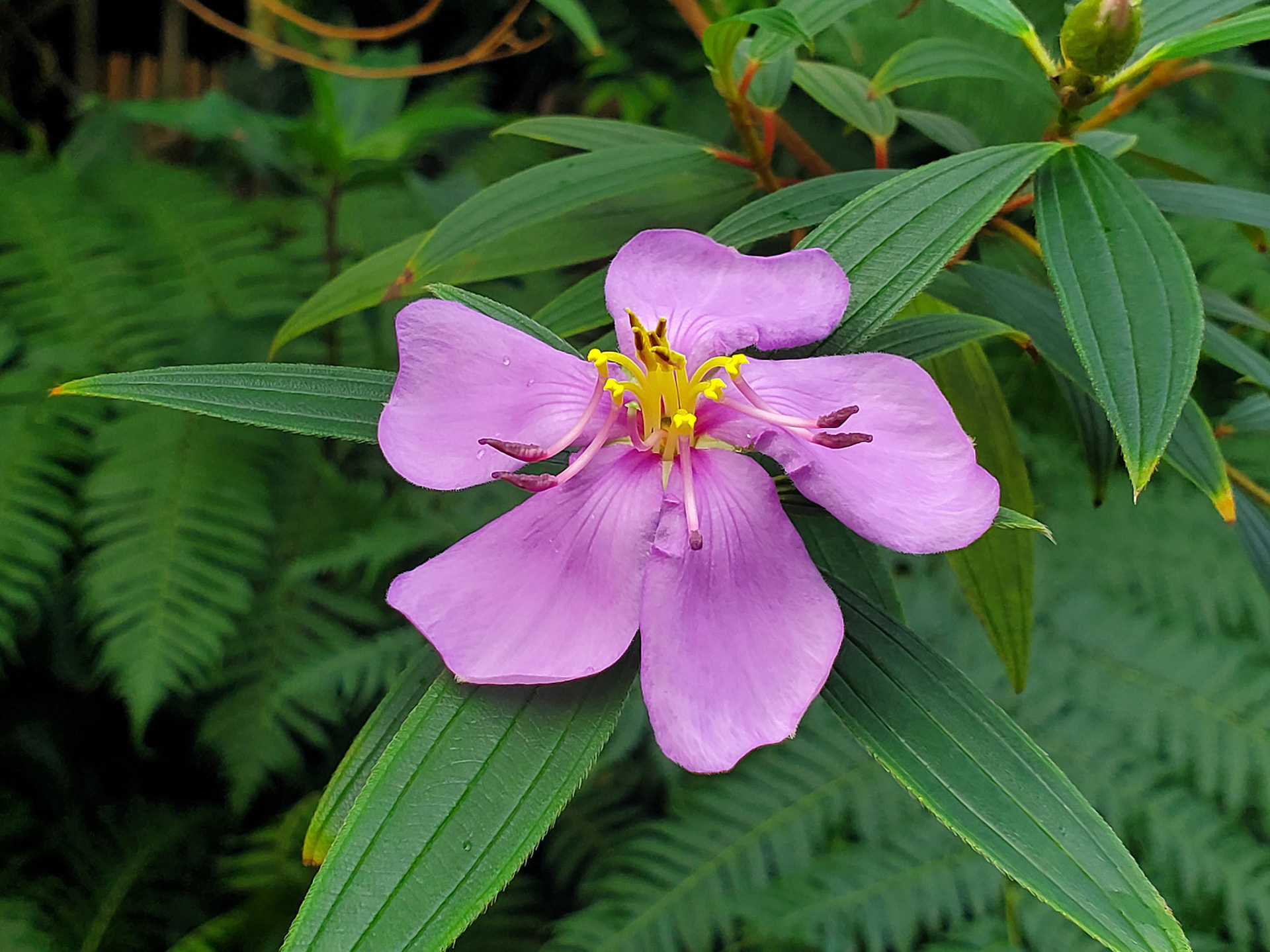 Indian rhododendron