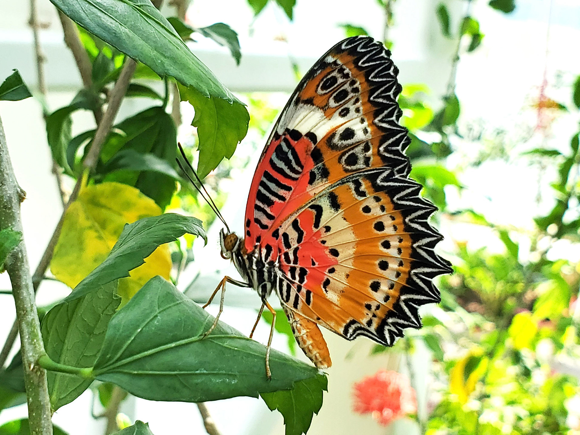 leopard lacewing