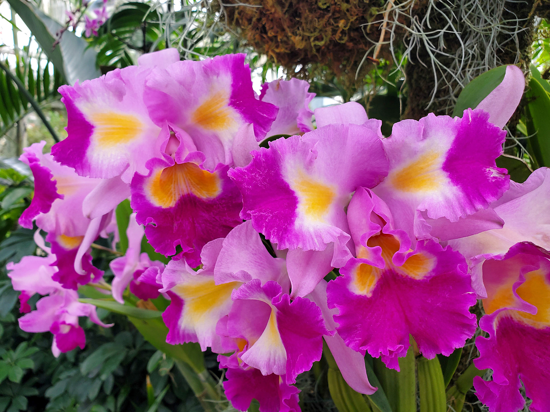 Christmas orchids