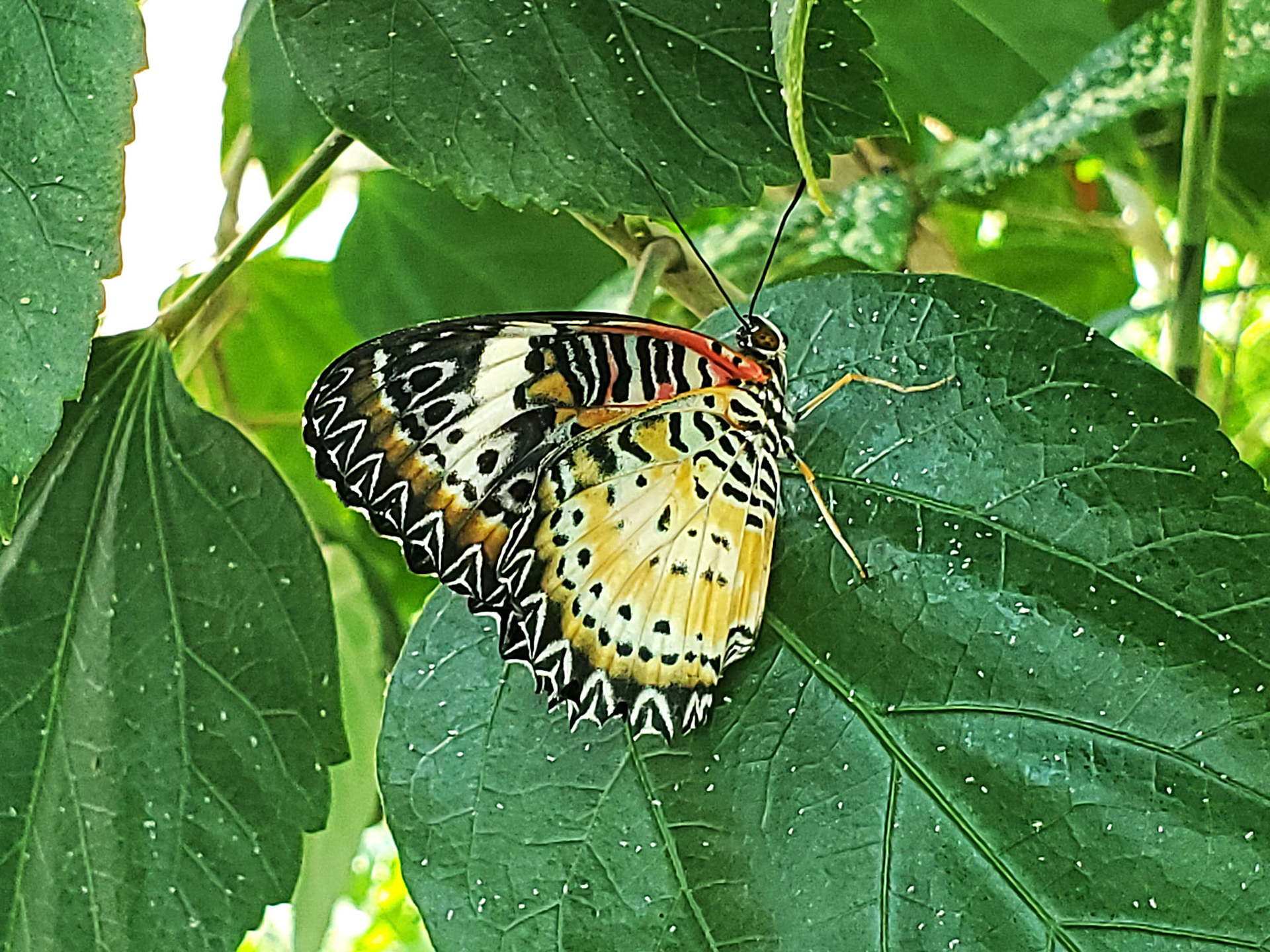 leopard lacewing