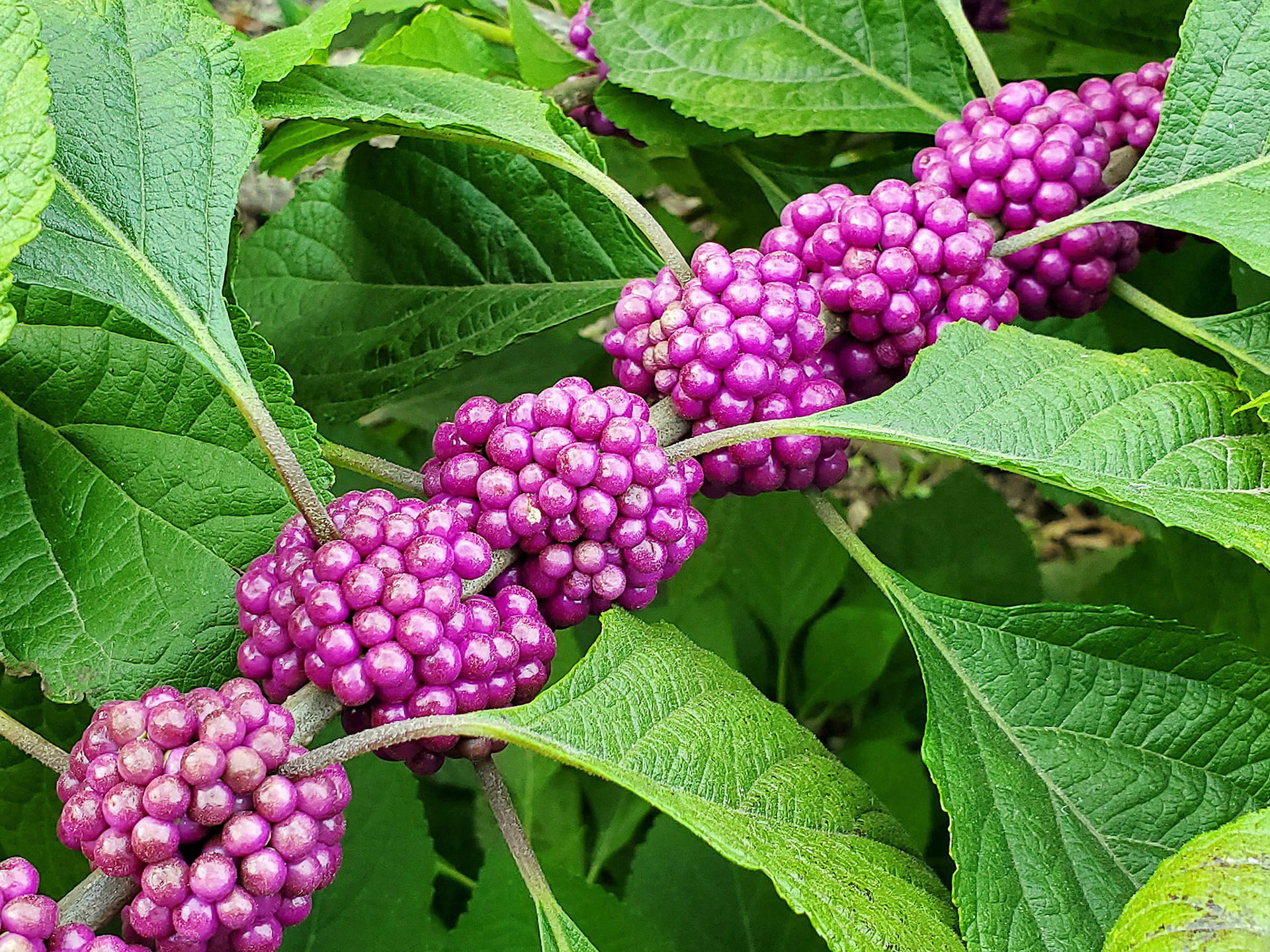 American beautyberry