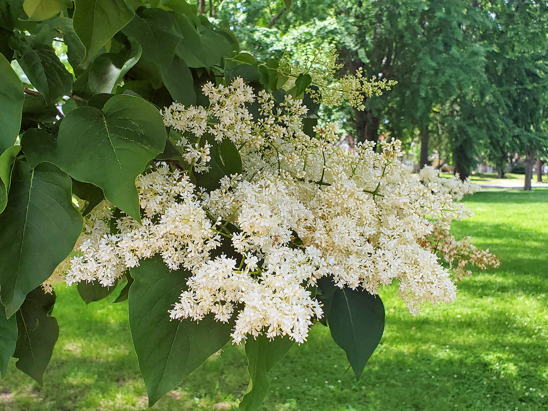 Japanese tree lilac