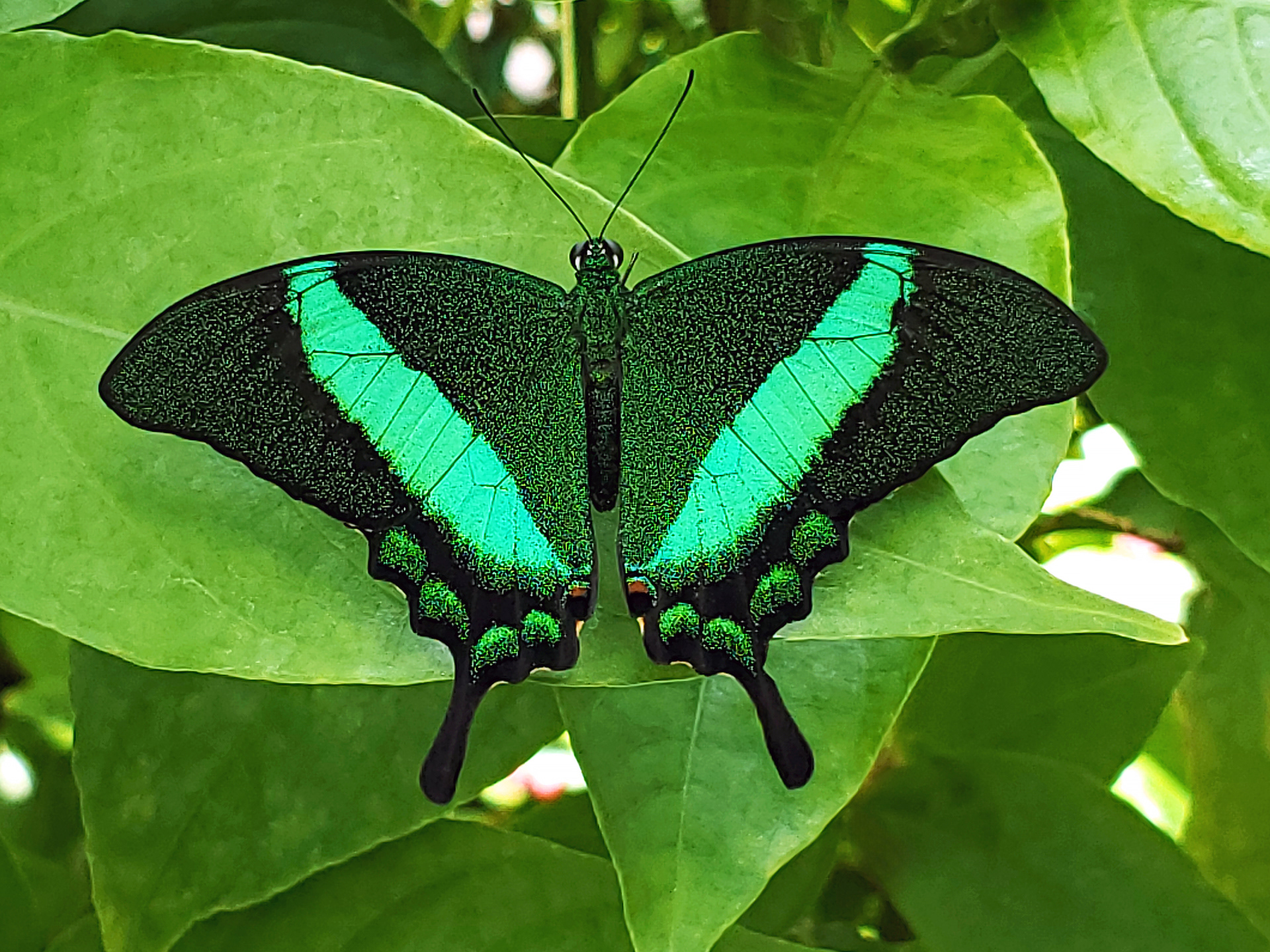 emerald swallowtail