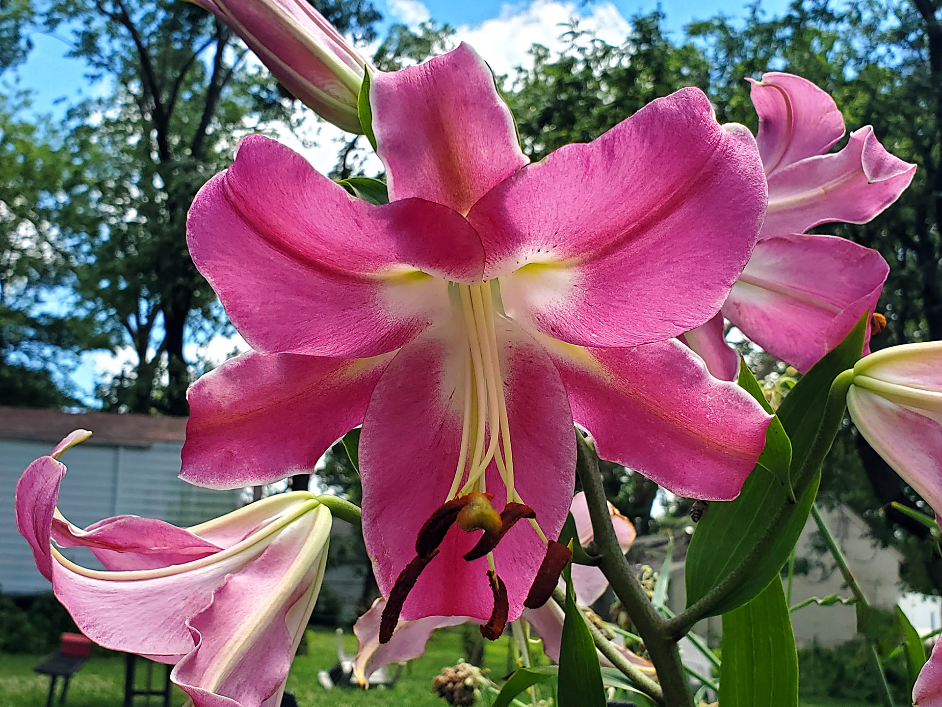 Oriental lily