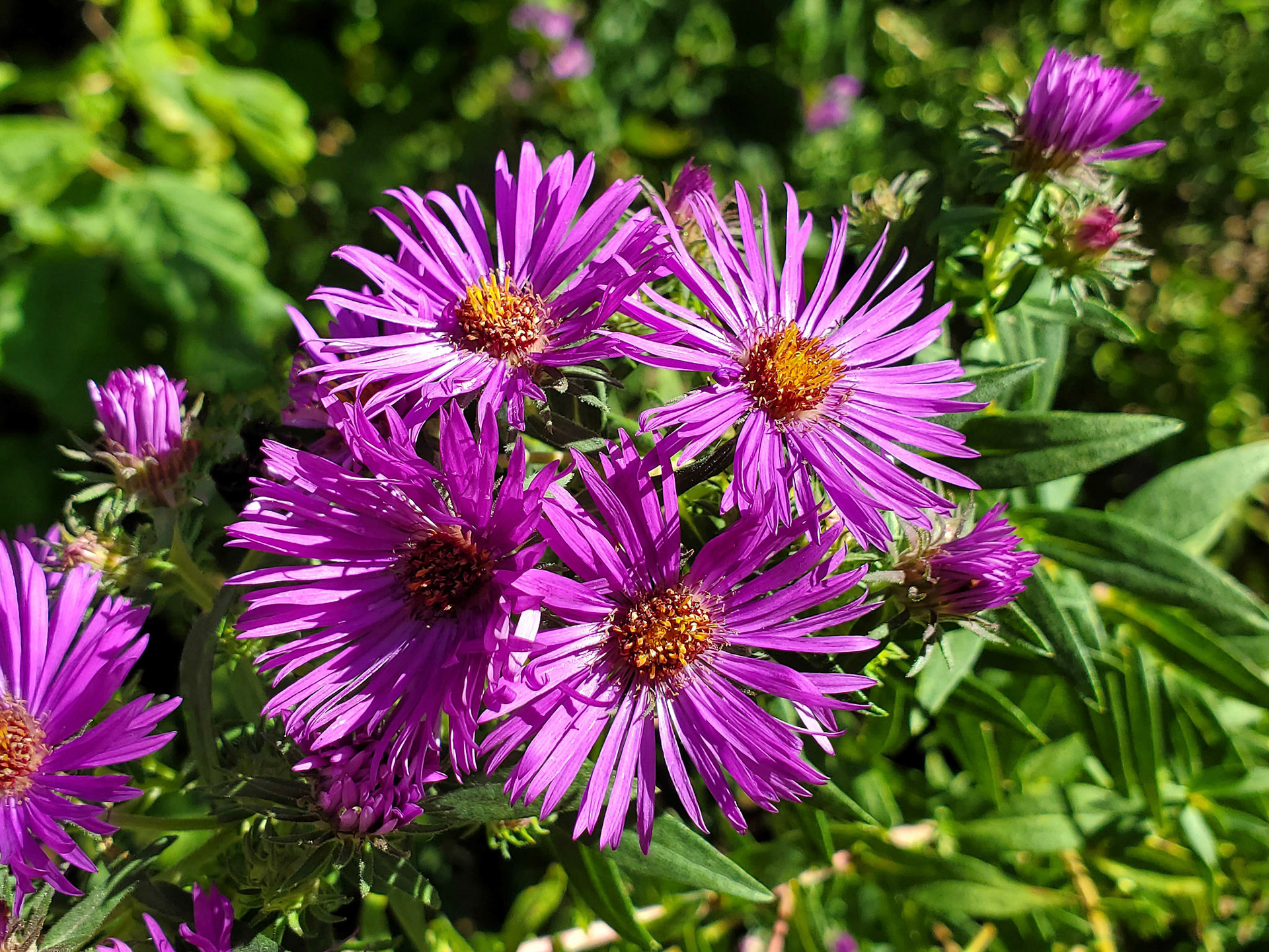 New England asters