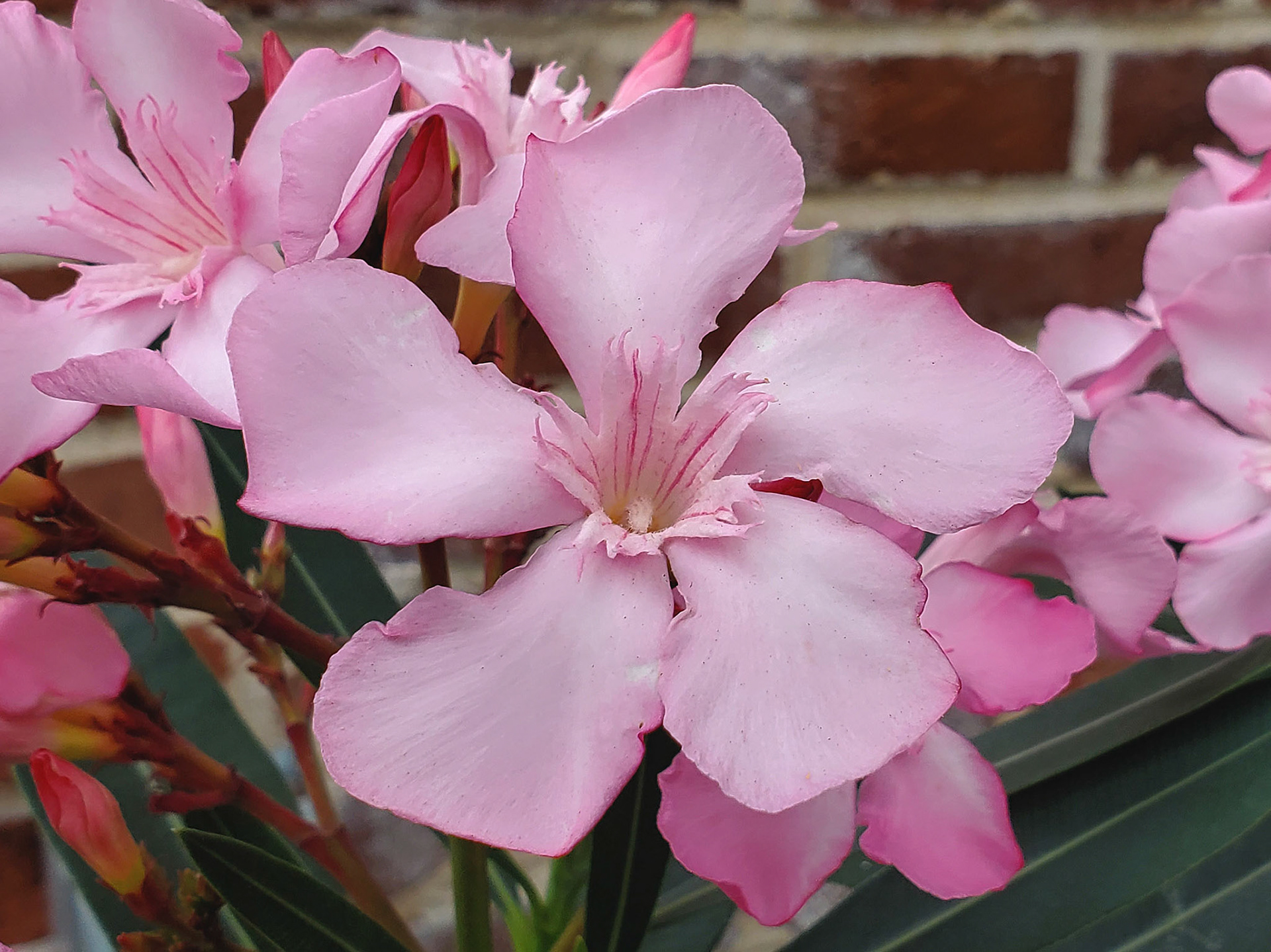 oleander