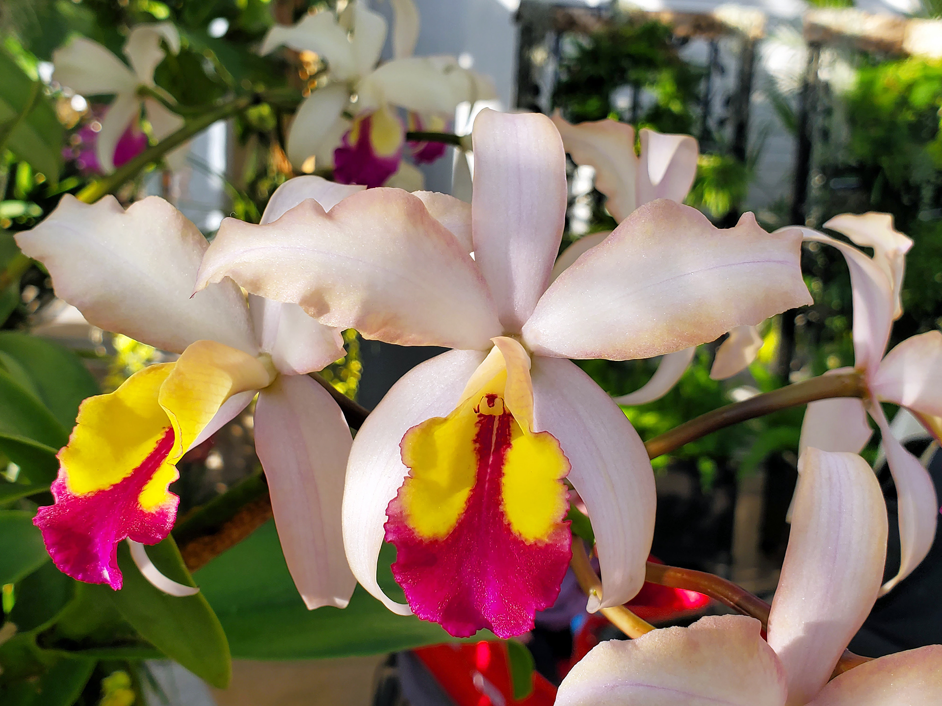 cattleya