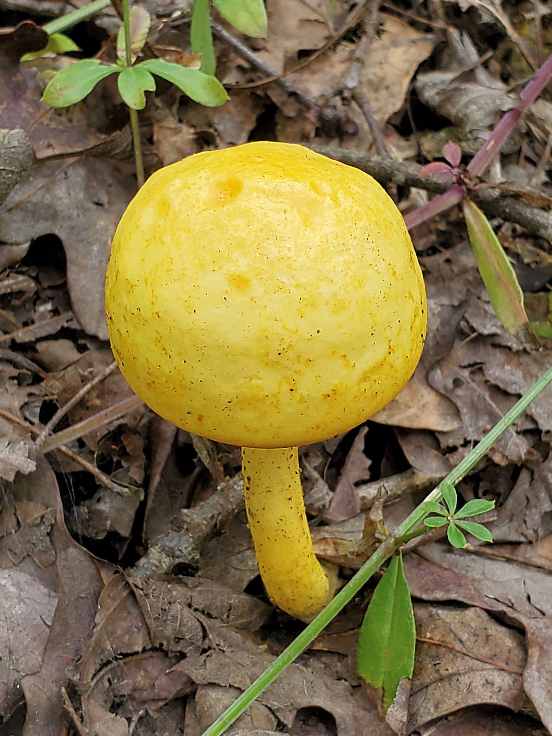 yellow patches