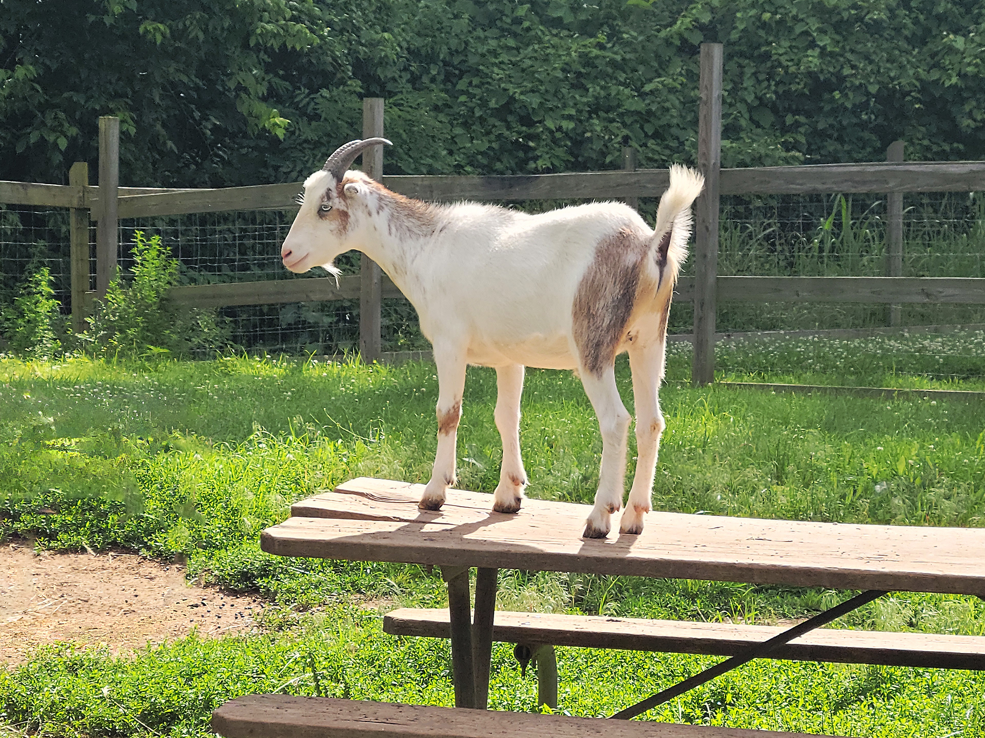 Nigerian dwarf goat