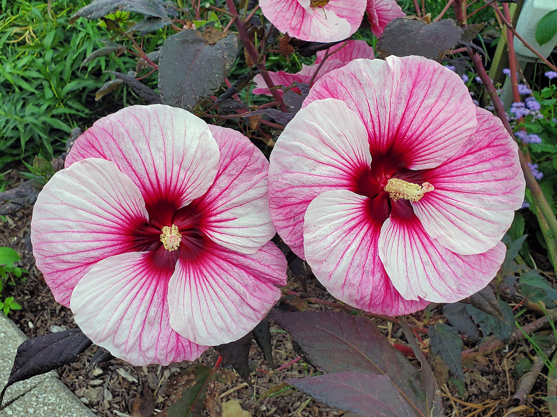 crimson-eyed rosemallow (hibiscus)